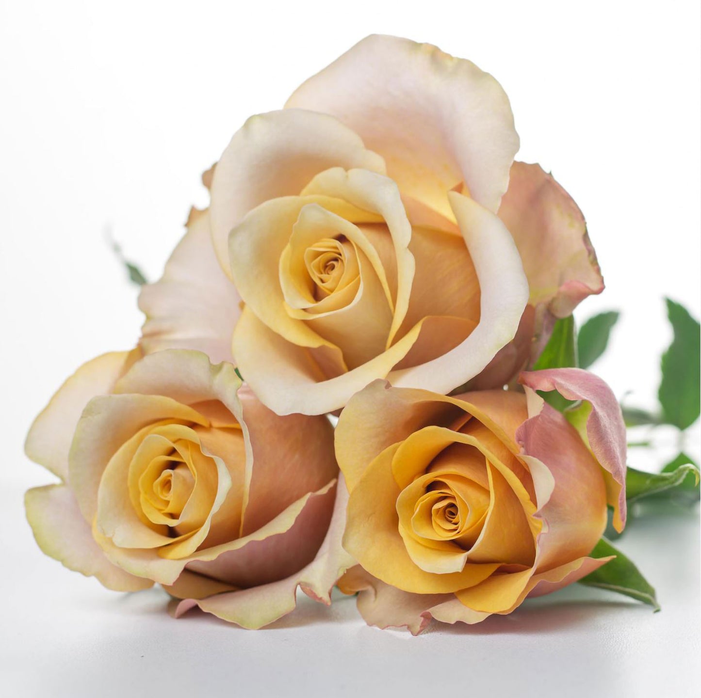 #SPF238,NEW! Extremely Similar to Honey Colorama 蜂蜜色彩,Florist Shrub Rose.