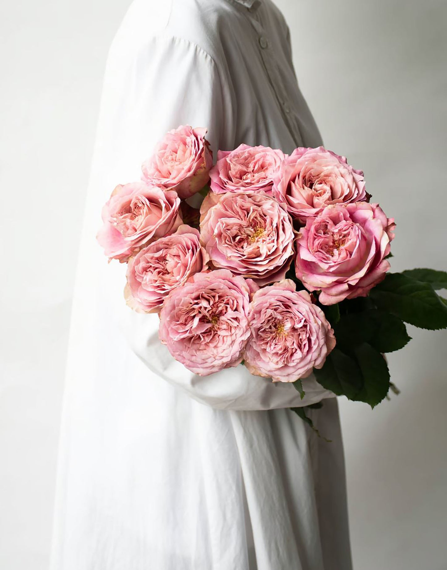 #SPJ106, Last Night on Earth 地球末夜,Japanese Shrub Rose, Non-Grafted/Own Root.
