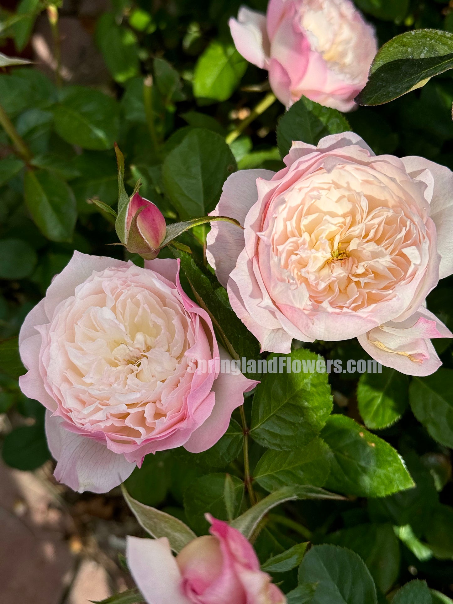 #SPJ093,extremely similar to Le Rire 乐咲, Japanese Florist Shrub Rose. Strong Fragrance,Thornless, Heat-tolerant, disease-resistant, Non-Grafted/Own Root.