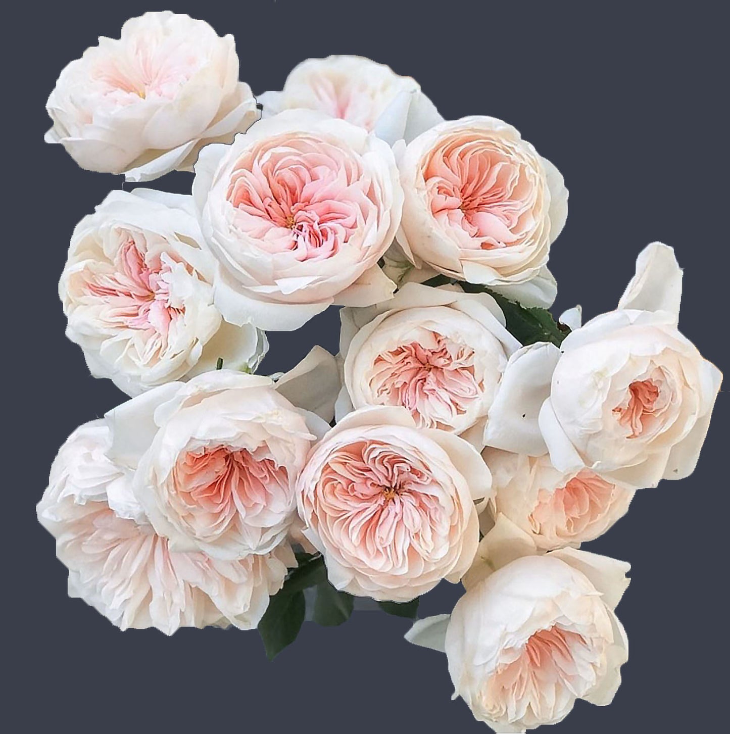 Sabrina 萨布丽娜, Climbing Rose,Non-Grafted/Own Root.
