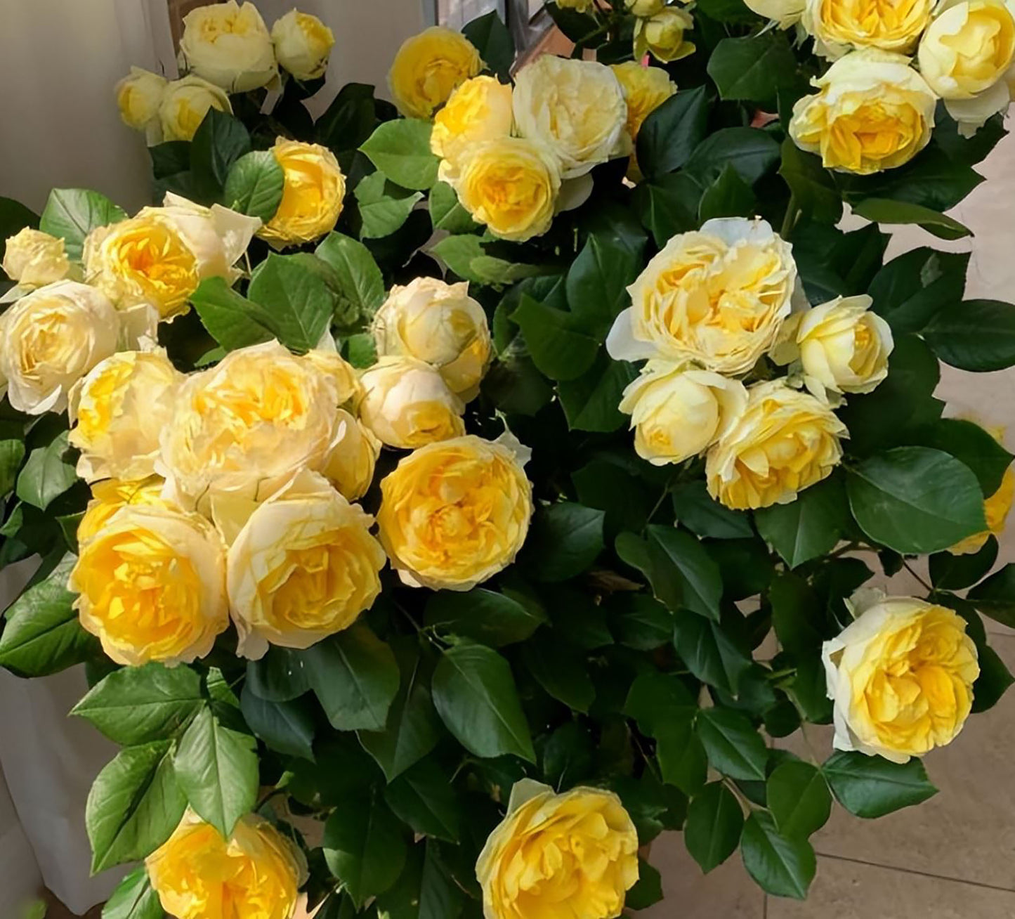 Canary 金丝雀，Floribunda Rose, 2 Years Old 1 Gal,  Non-Grafted/Own Root.