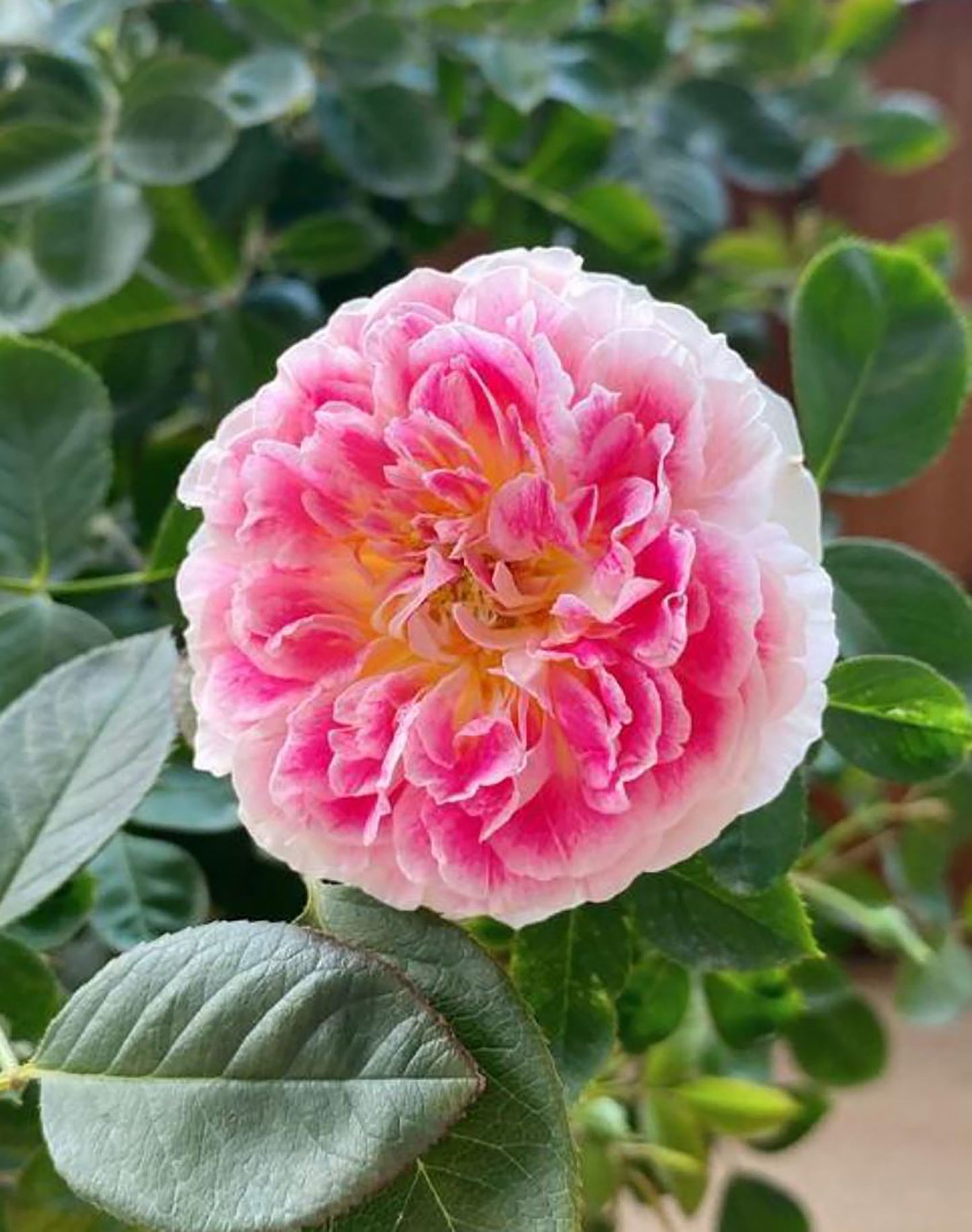 Holiday Island Guernsey 根西/假日岛芍药, Pink Shrub Rose, Upright, Non-Grafted/Own Root.
