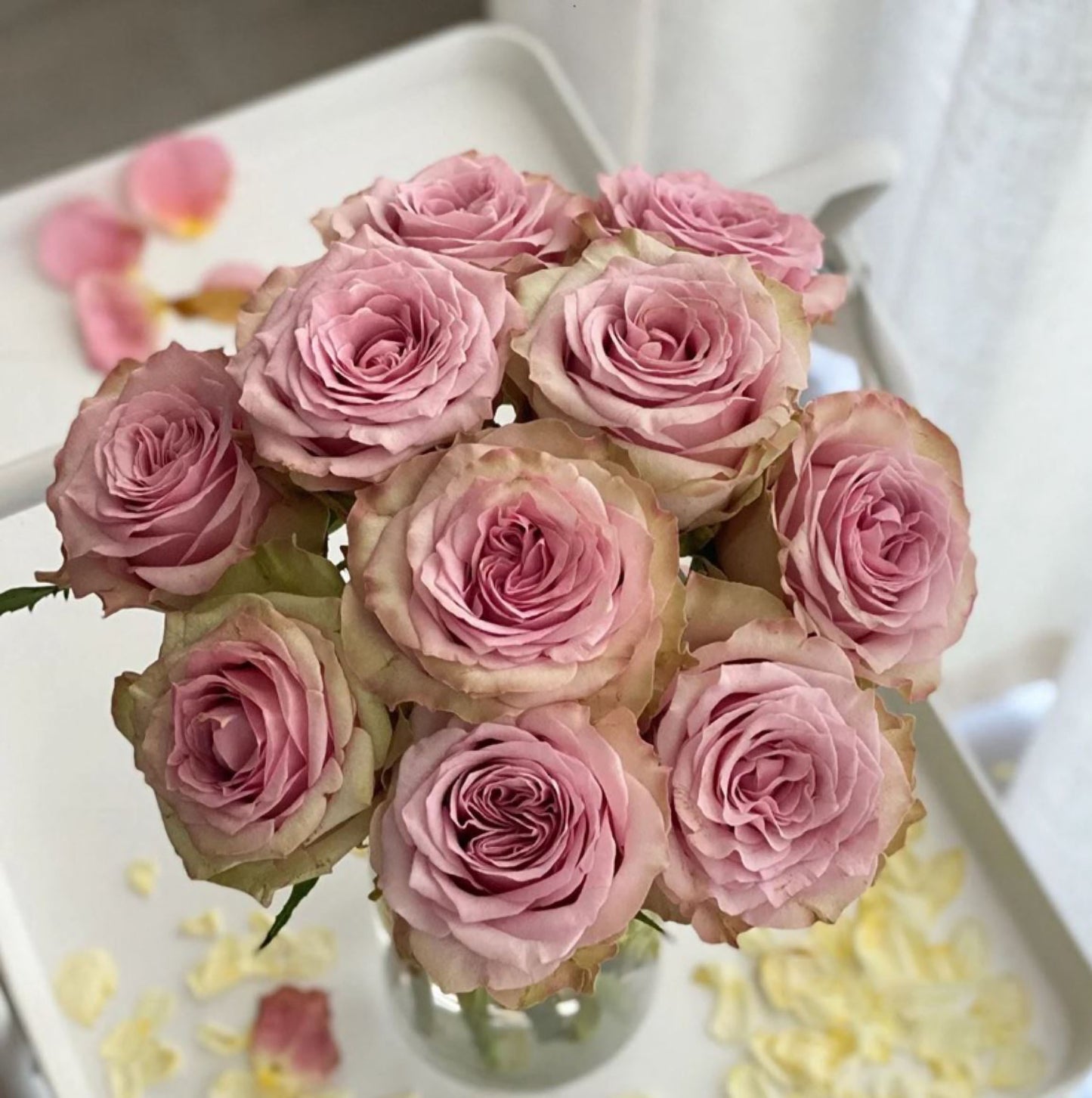 #SPN149,Retro Love 复古爱情,Netherlands Florist Shrub Rose,Heat-tolerant, Non-Grafted/Own Root.