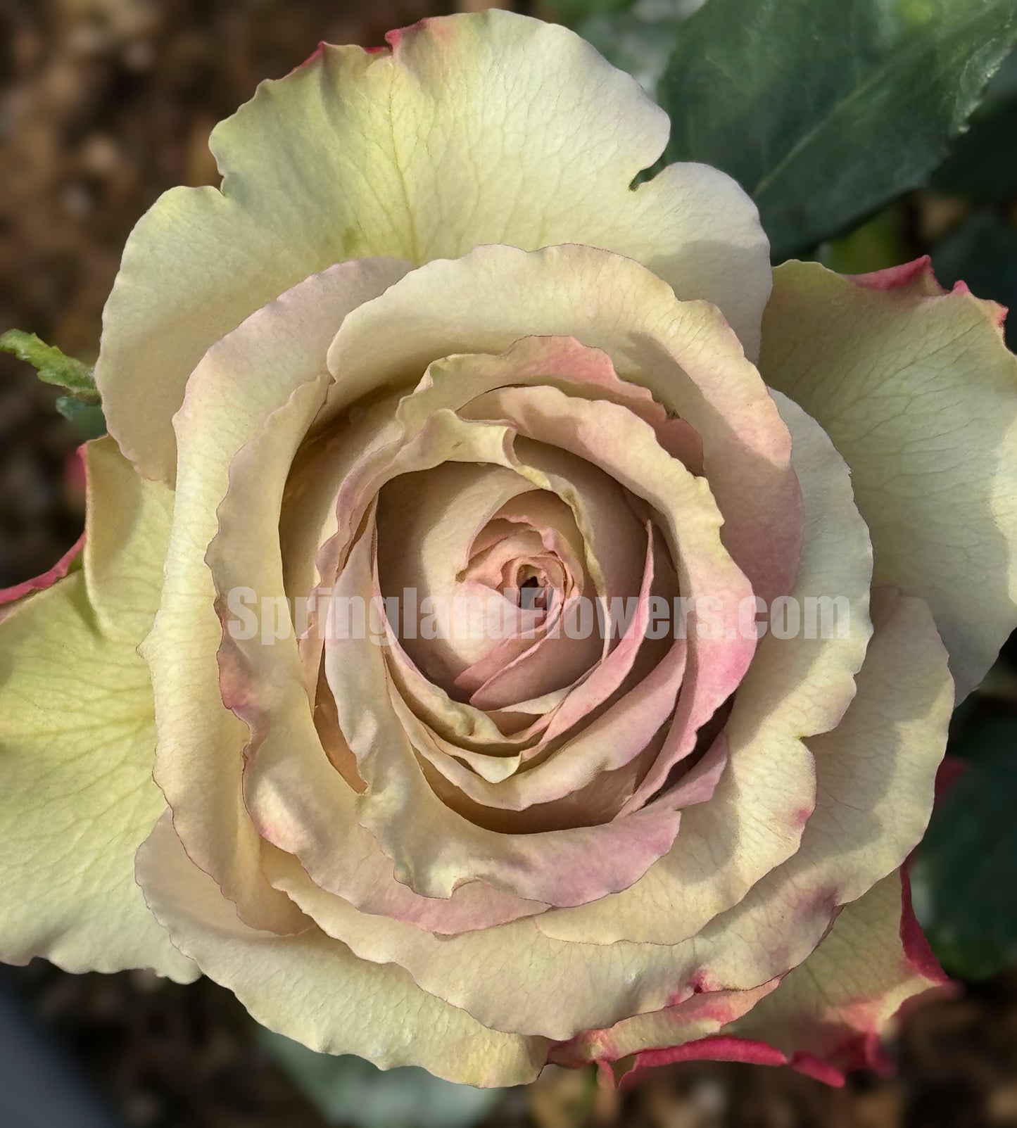 #SPN146,Wild Moss 野苔藓 ,Florist Shrub Rose,Non-Grafted/Own Root.