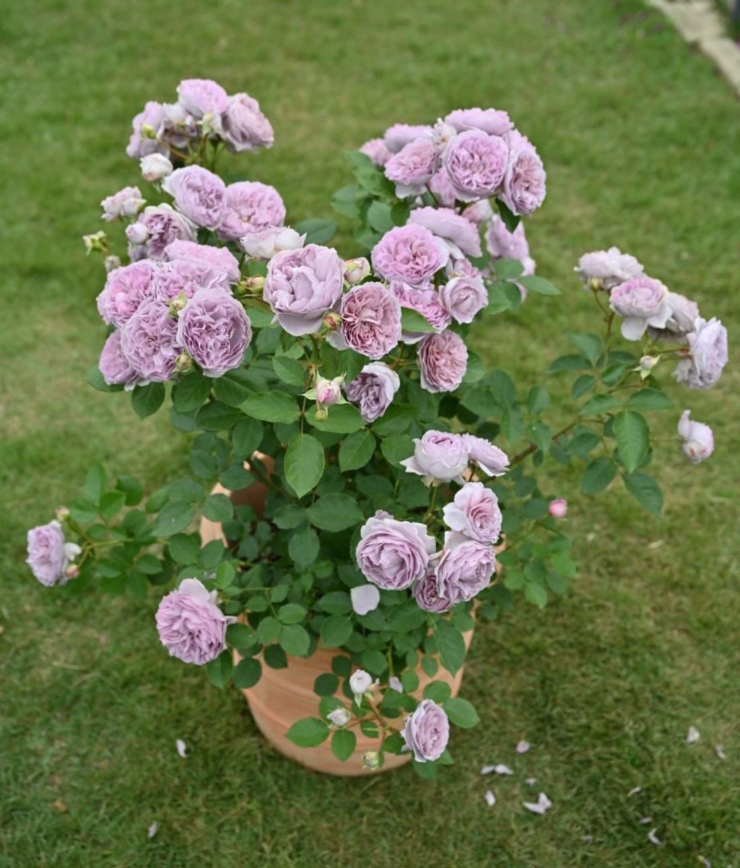 #SPJ132,NEW ! 2023. Rêverie 河本梦想, Japanese Floribunda Rose, Non-Grafted/Own Root.