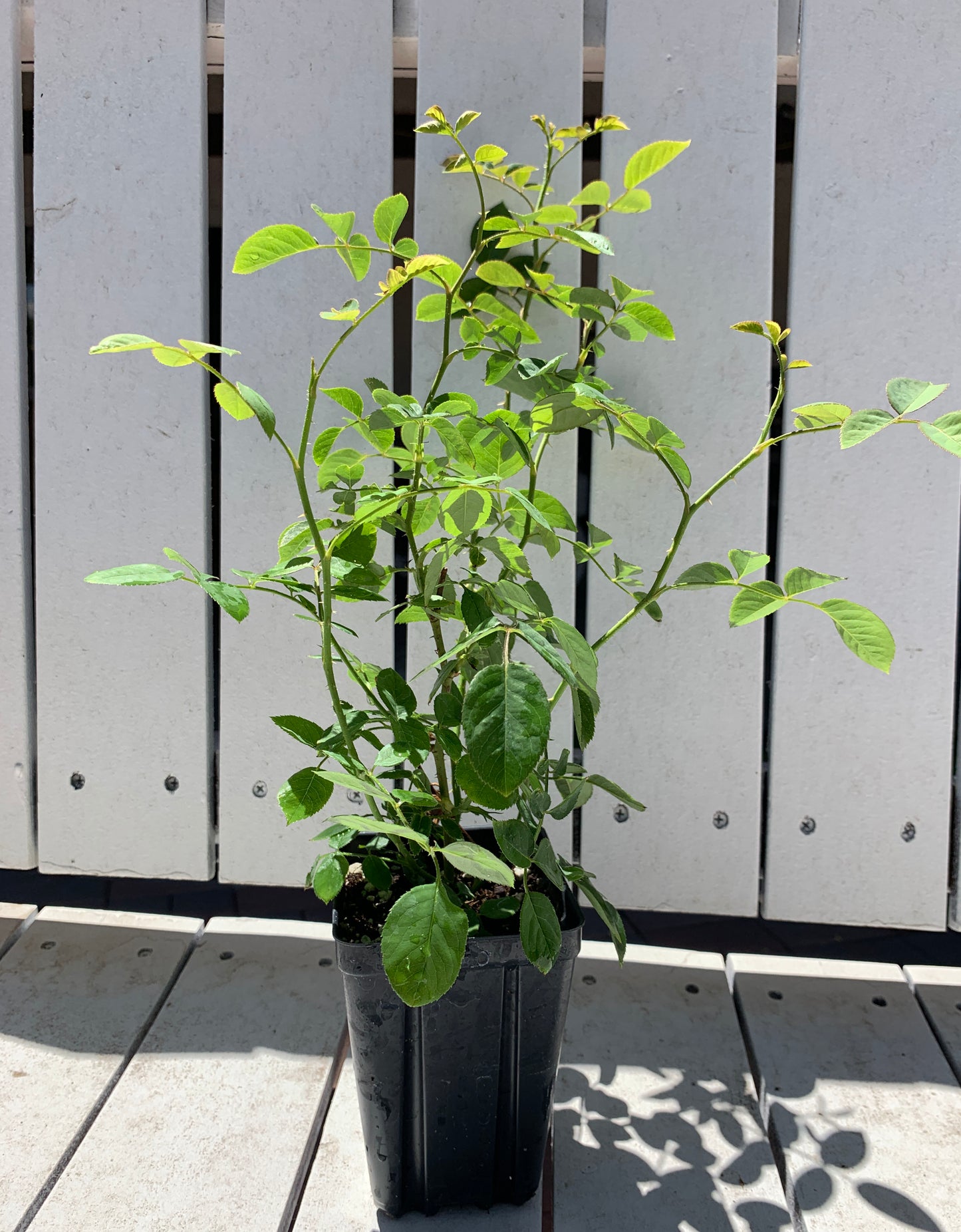 #SPJ068,Shell 贝壳, Japanese Shrub Rose, Large, Long Single-Flower Period, Non-Grafted/Own Root.
