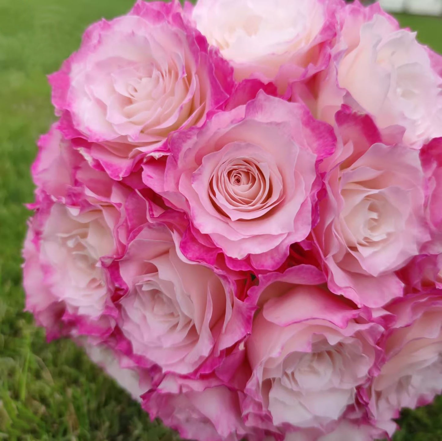 #SPJ102, Seraphim六翼天使,Japanese Shrub Rose, Non-Grafted/Own Root. Beautiful Flowers, Strong Fragrance and Long Flowering Period, You Deserve It.