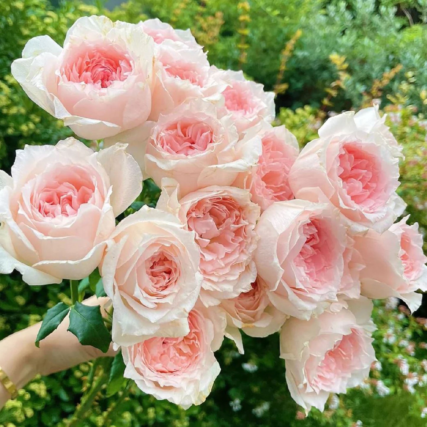 #SPJ115, Flow 涌流, Japanese Florist Shrub Rose.