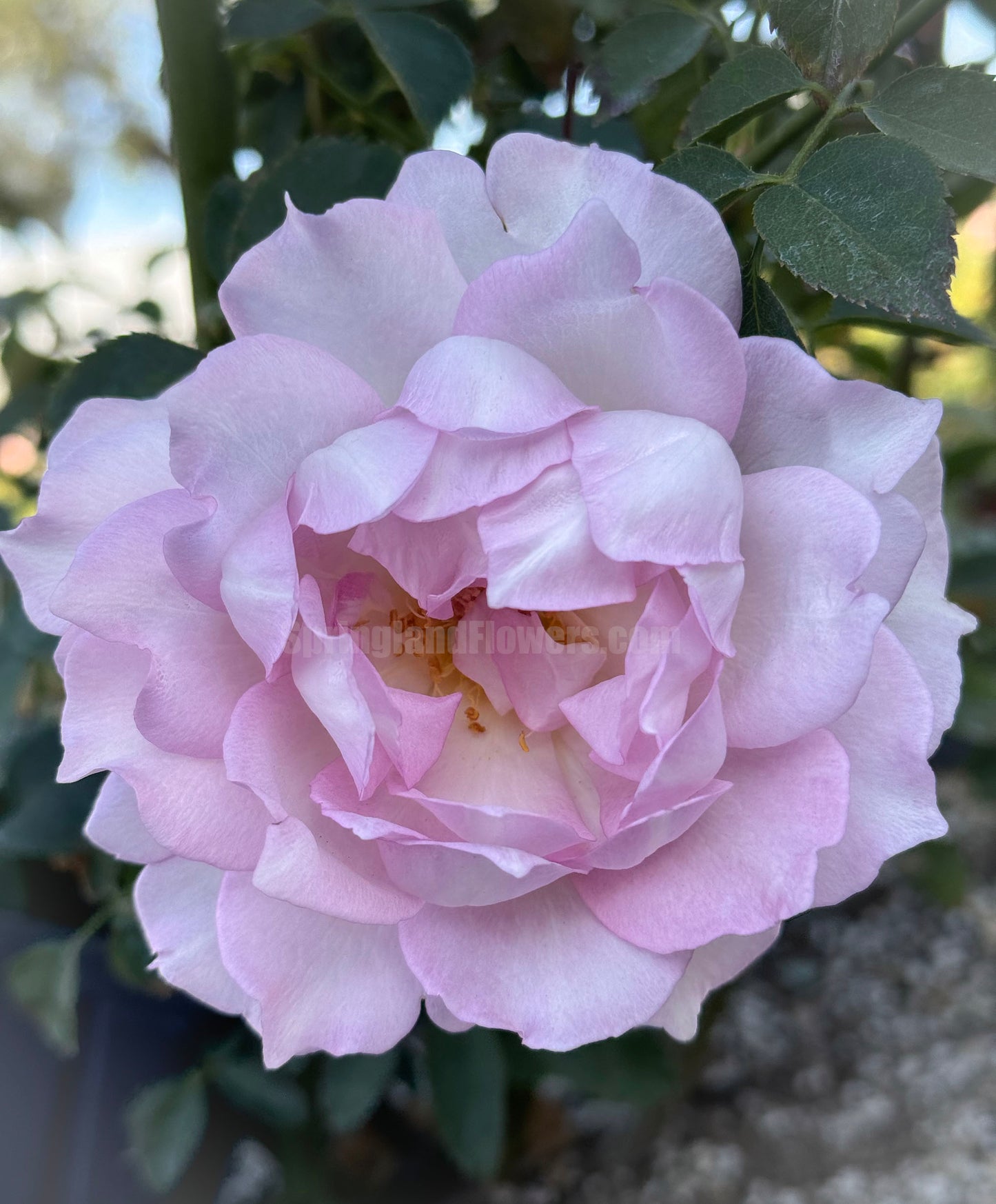 Dawn's Fragance 露凝香,Shrub Rose, Fragrant and Thornless, Strong Disease Resistance, Non-Grafted/Own Root.
