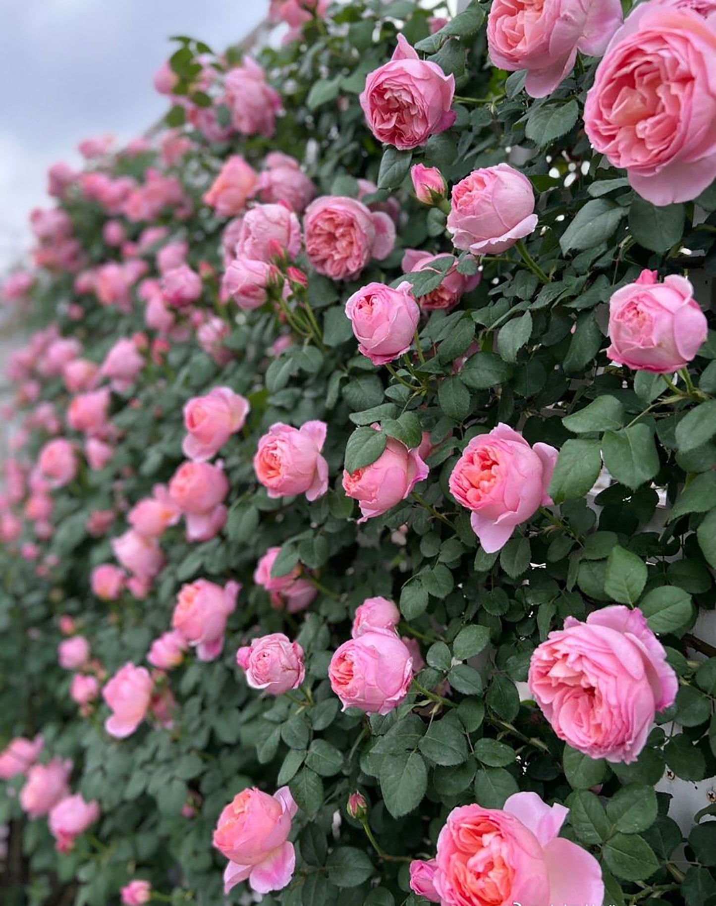 #SPF034,Dames de Chenonceau 舍农索城堡的女士,Climbing & Shrub Roses, Non-Grafted/Own Root.