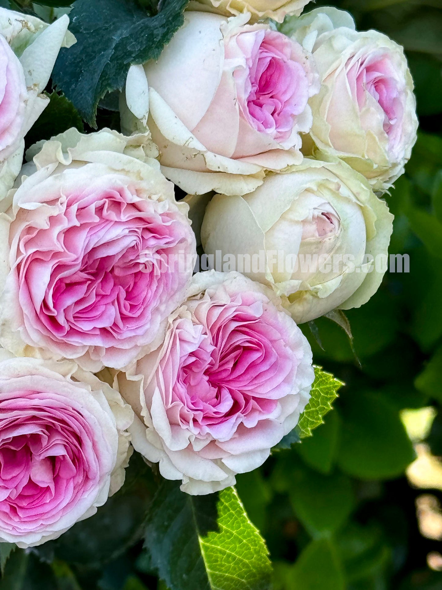 #SPN057,extremely similar to Gelato 冰淇淋, Netherlands Florist Floribunda Rose,Heat-tolerant, disease-resistant, Non-Grafted/Own Root.