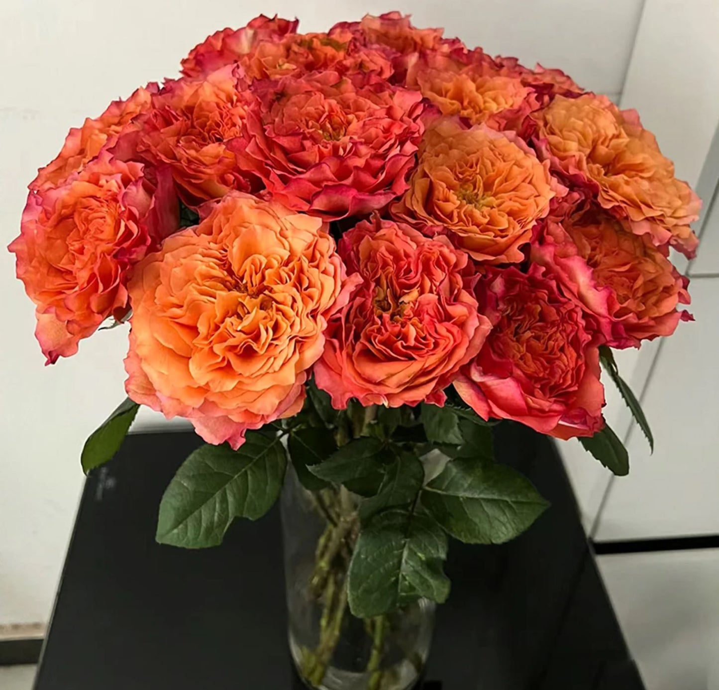 Free Spirit 自由主义,Florist Cutting Rose,Non-Grafted/Own Root.