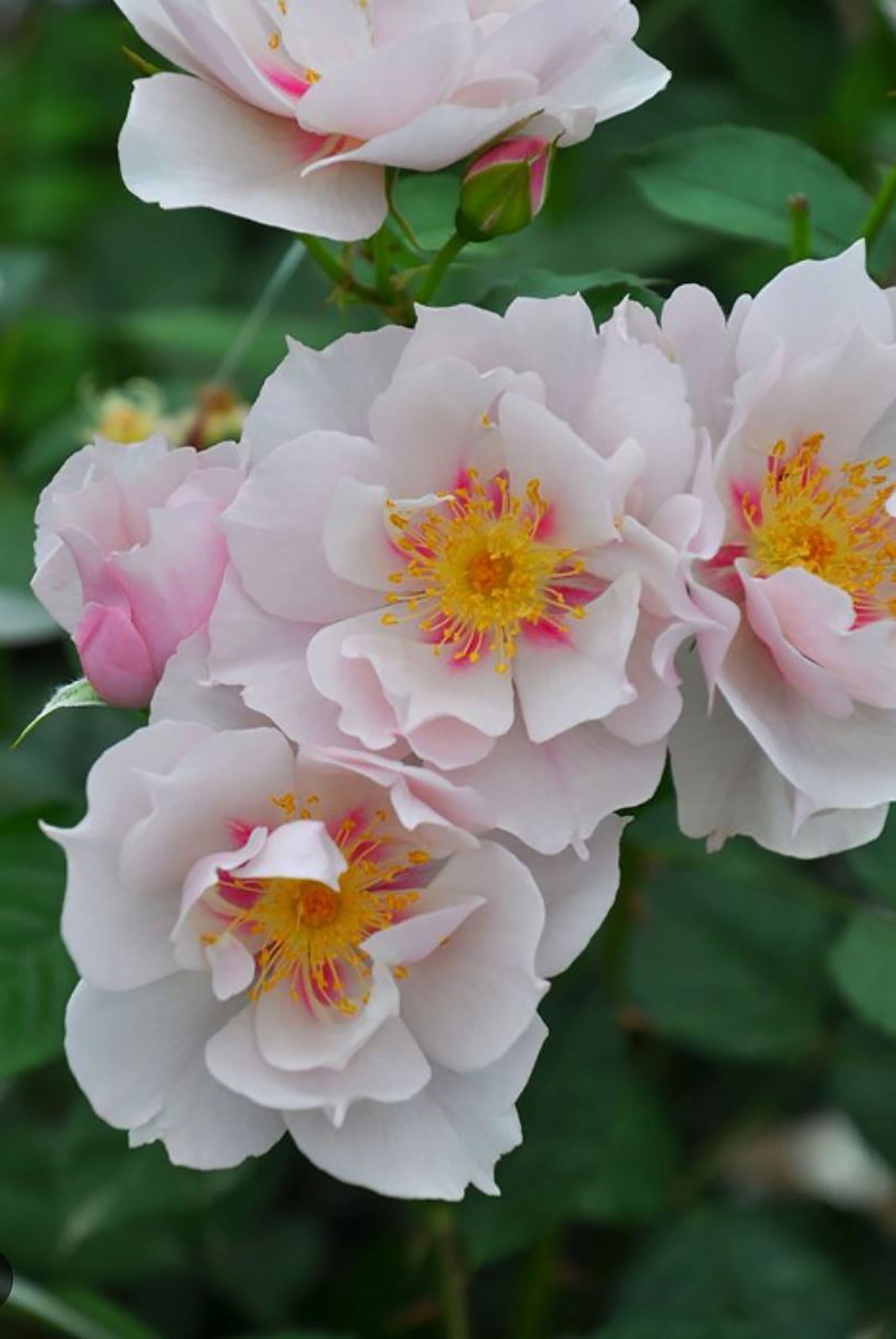 #SPJ047 ,Coup de Coeur 一见钟情,Japanese Floribunda Rose, Disease-Resistant, Non-Grafted/Own Root.