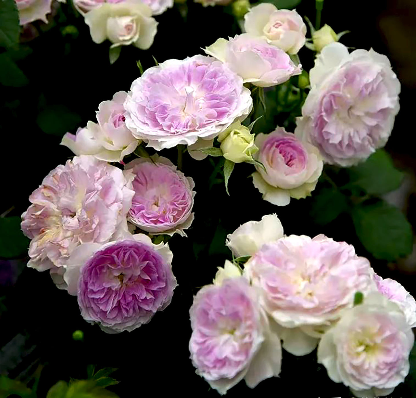 #SPJ012 , Blue Moon Stone 蓝月石, Japanese Floribunda Rose, Non-Grafted/Own Root.
