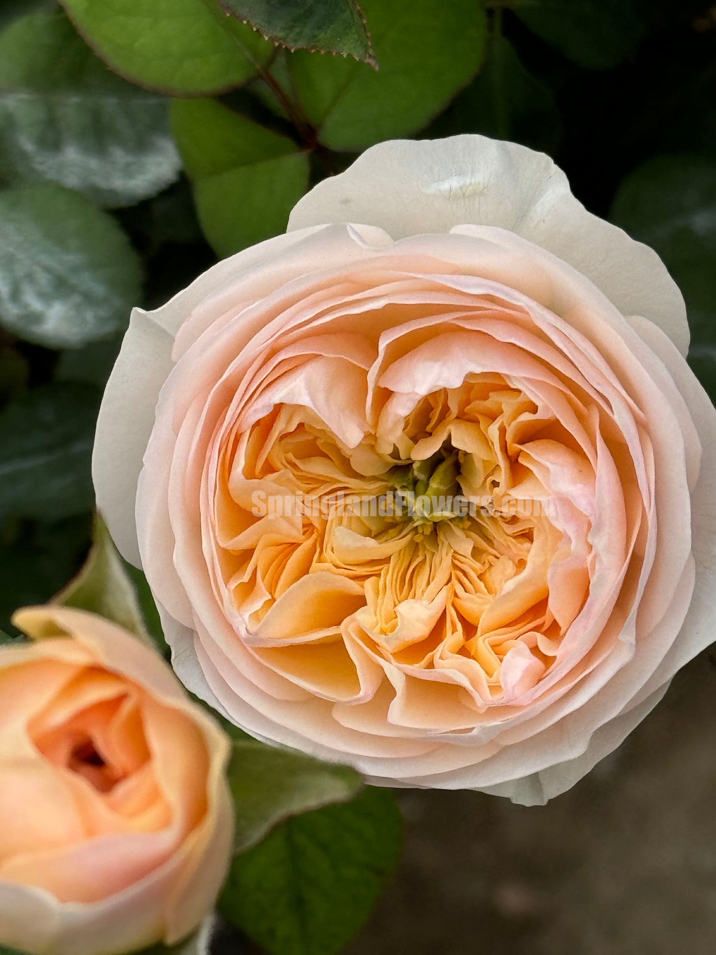 #SPJ152, Extremely Similar to Tinkerbell 昭君,Florist Shrub Rose, Non-Grafted/Own Root.