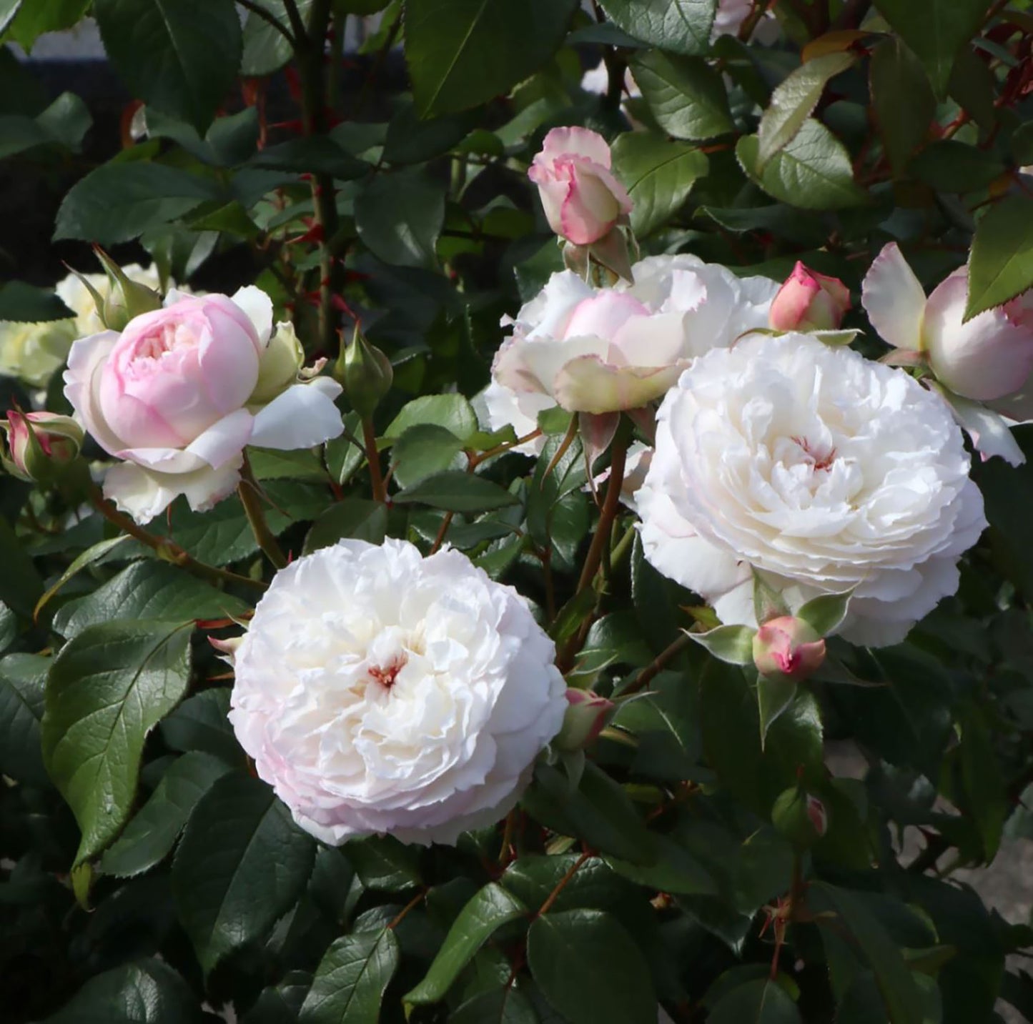 #SPJ095,Savon 肥皂,Japanese Shub Rose, Non-Grafted/Own Root.