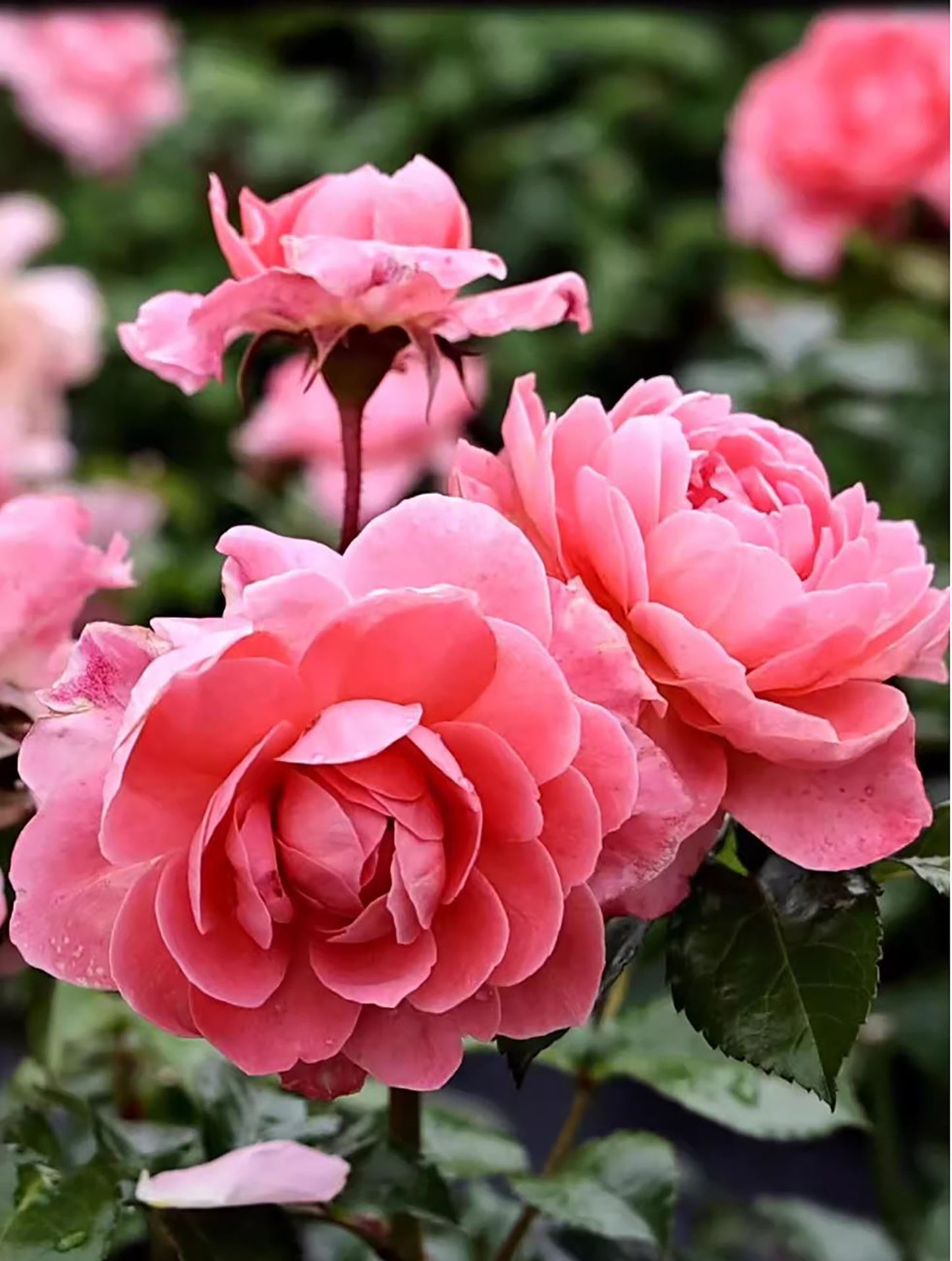 Fragrance King Terrazza 芳香王阳台/香香公主,Floribunda Rose, Non-Grafted/Own Root.