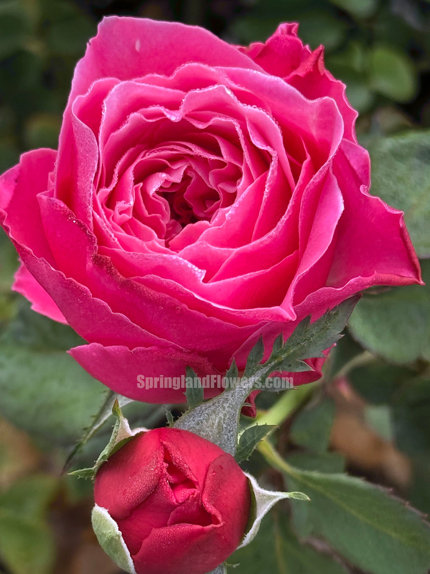 #SPJ110,Yu-zen 友禅, Japanese Florist Shrub Rose, Non-Grafted/Own Root.