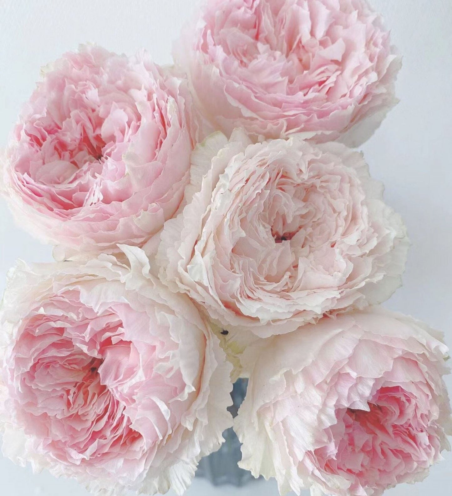 #SPJ120,Tsumugi Fuli 锦绸富力, Japanese Florist Shrub Rose.