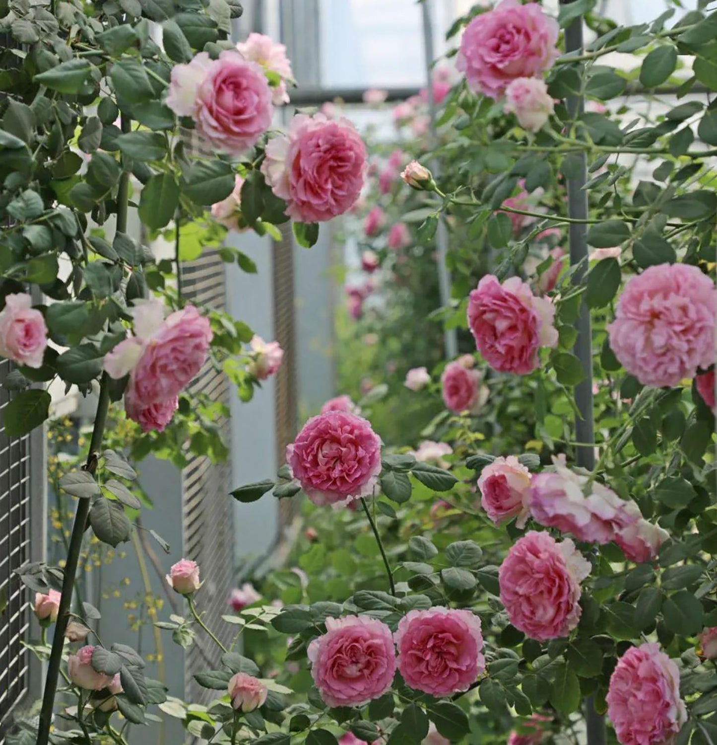 #SPC232,Silk Garment 罗衣,Thornless Climbing Rose , Rich Frangrance, Non-Grafted/Own Root.