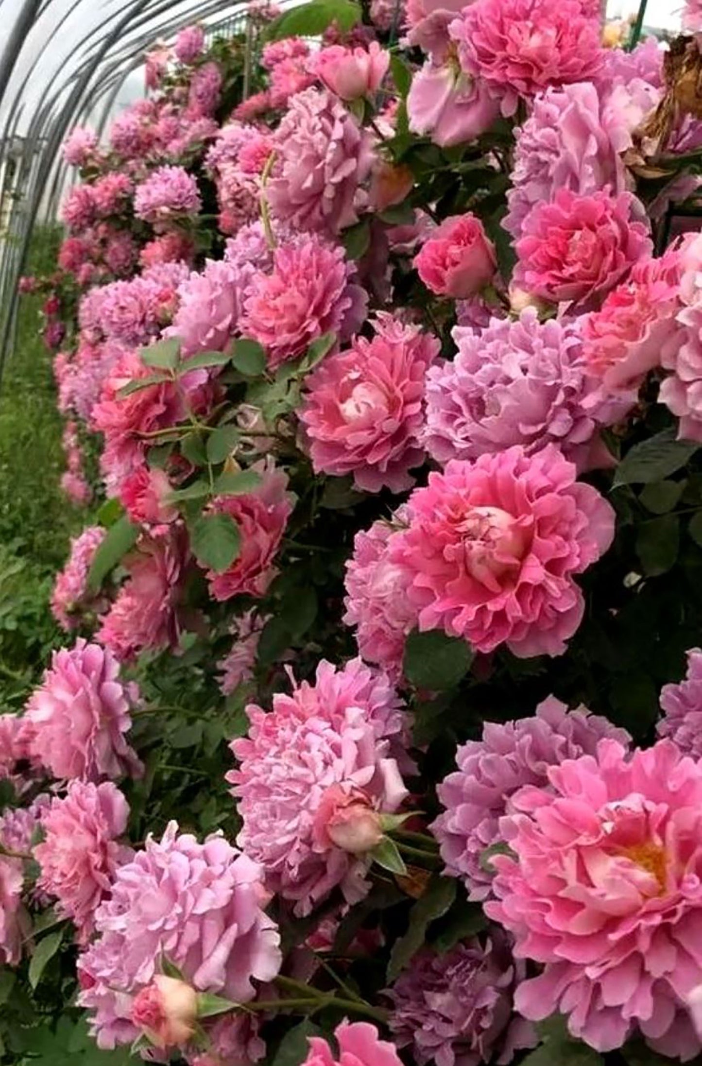 #SPN027, Fancy Ruffle 梦幻褶边, Netherlands Climbing Rose , Non-Grafted/Own Root.