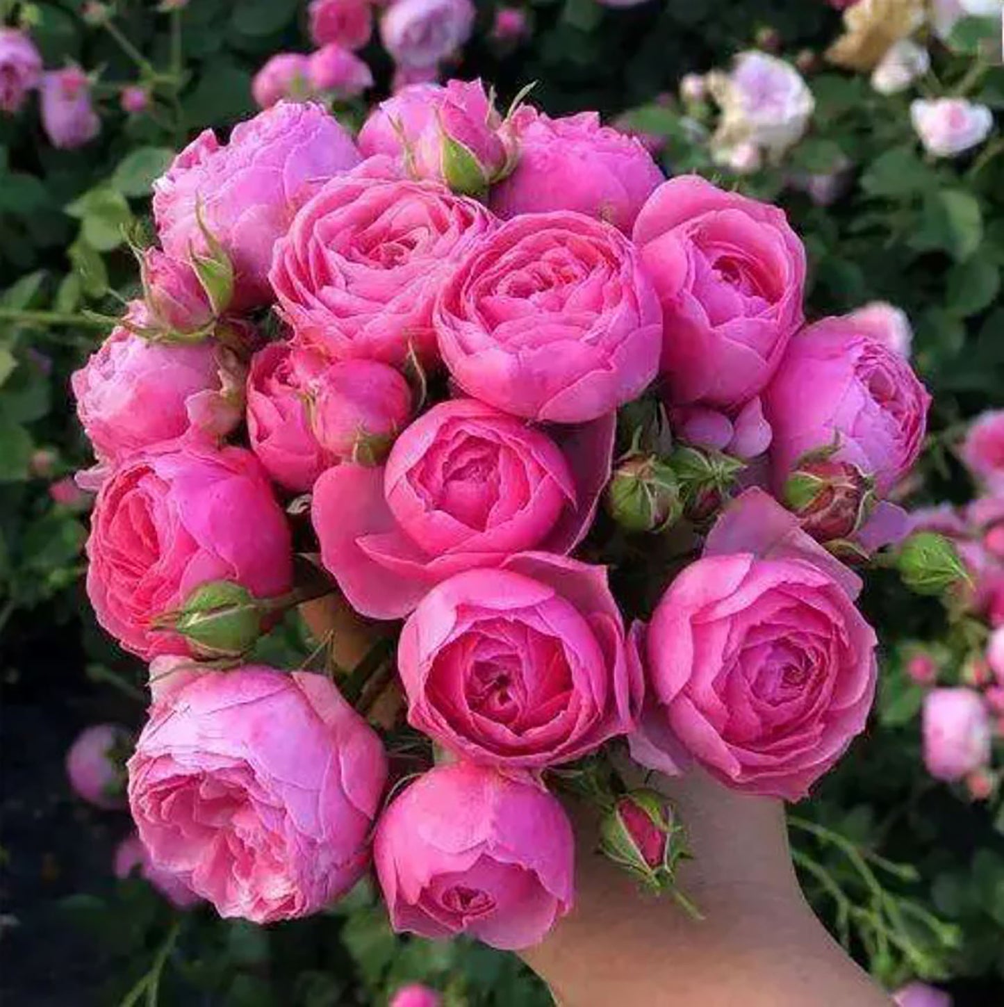 #SPG223,Pomponella 艾拉绒球,Excellent Disease Resistance,Long Flowering Period, Non-Grafted/Own Root.