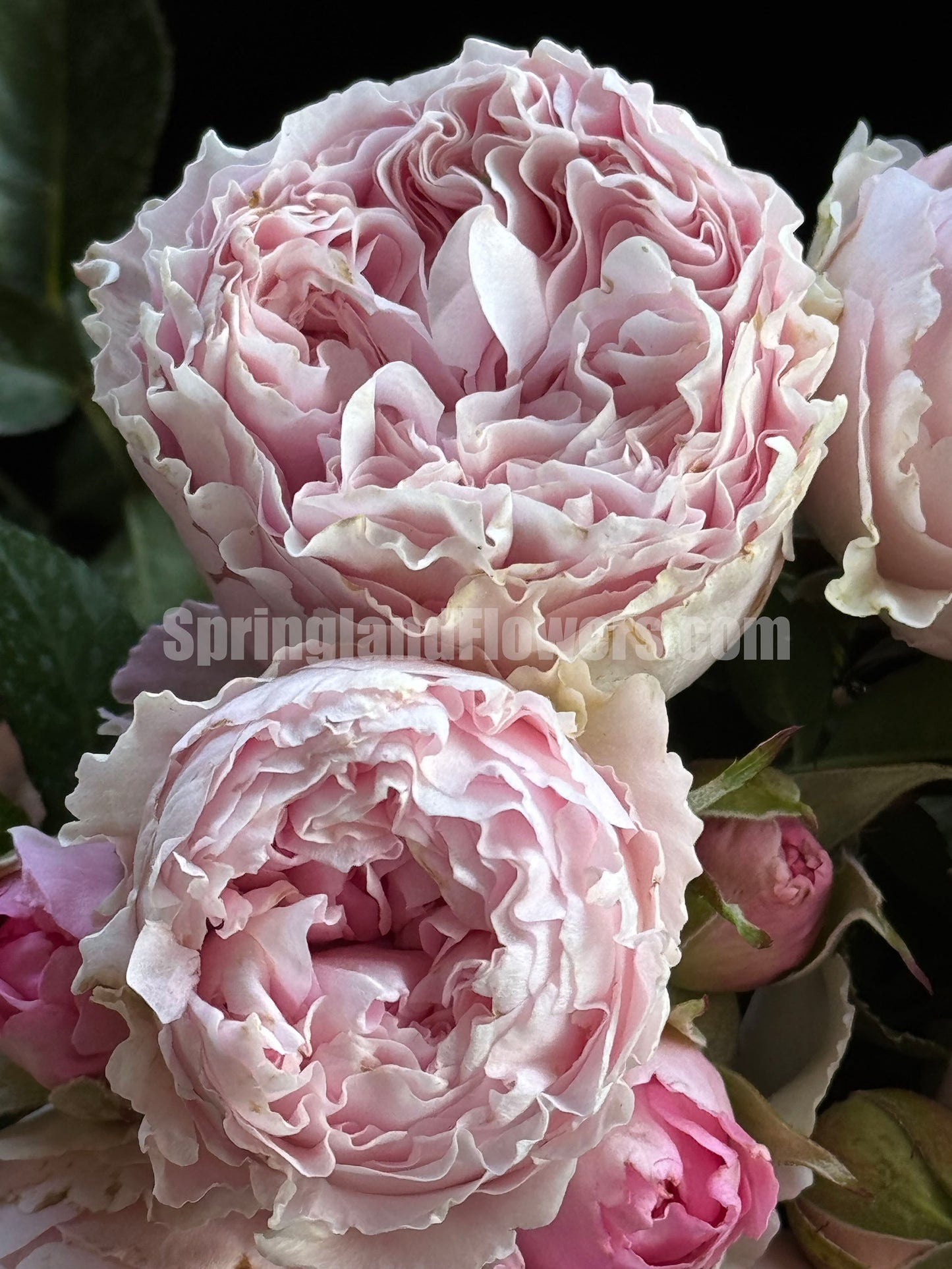 #SPC194, Princess Lace 公主蕾丝, Floribunda Rose, Non-Grafted/Own Root.
