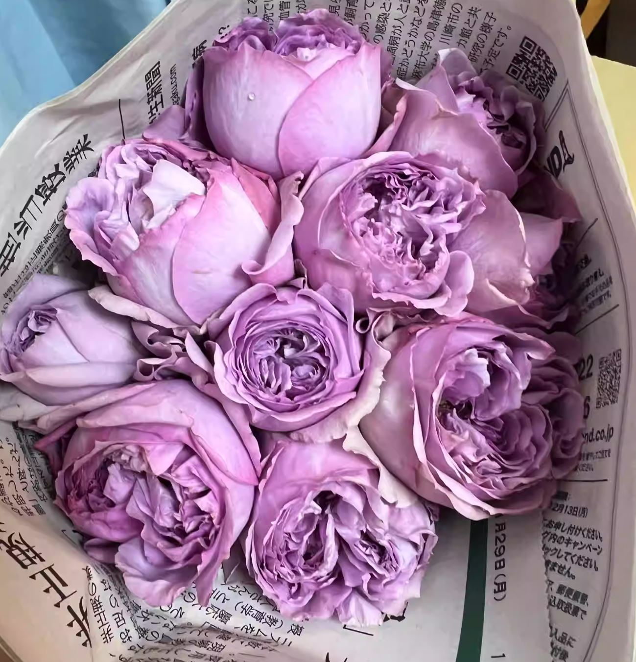 #SPJ164,Repartil 重启/帕里蒂尔, Japanese Shrub Rose ,Non-Grafted/Own Root.