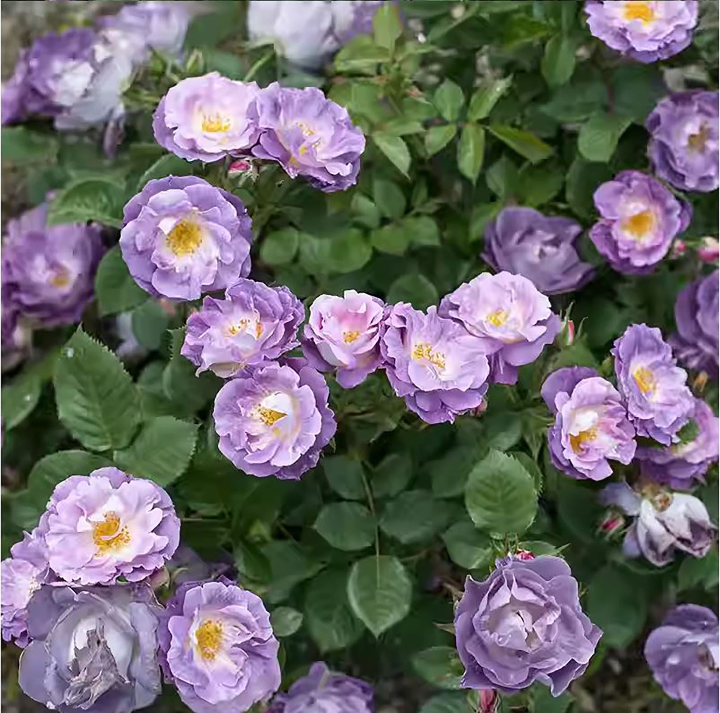 #SPE021, Blue For You 蓝色梦想 , Floribunda Rose, Non-Grafted/Own Root.