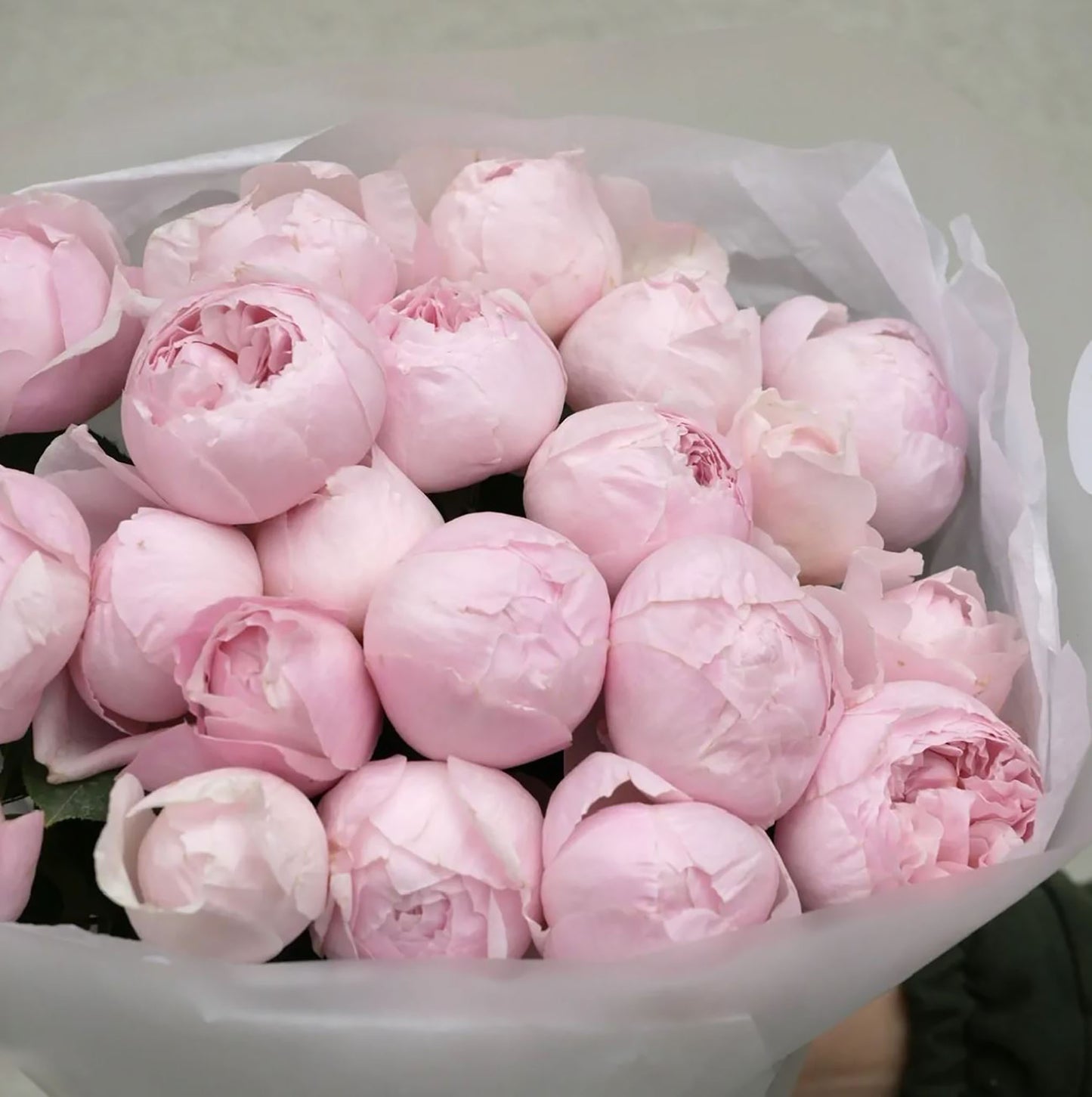 Peony Pink 芍药粉,Shrub Rose, Non-Grafted/Own Root.