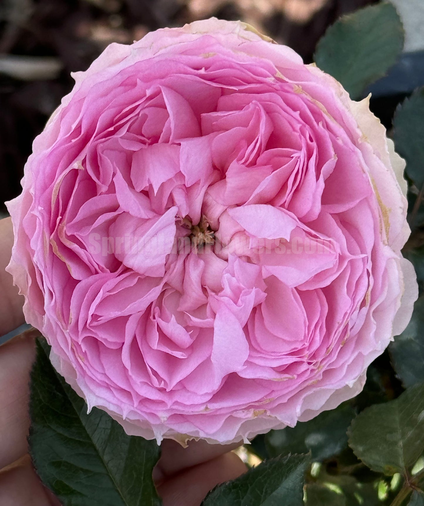 #SPC226, RongRongYue 溶溶月,Chinese Floribunda Rose.