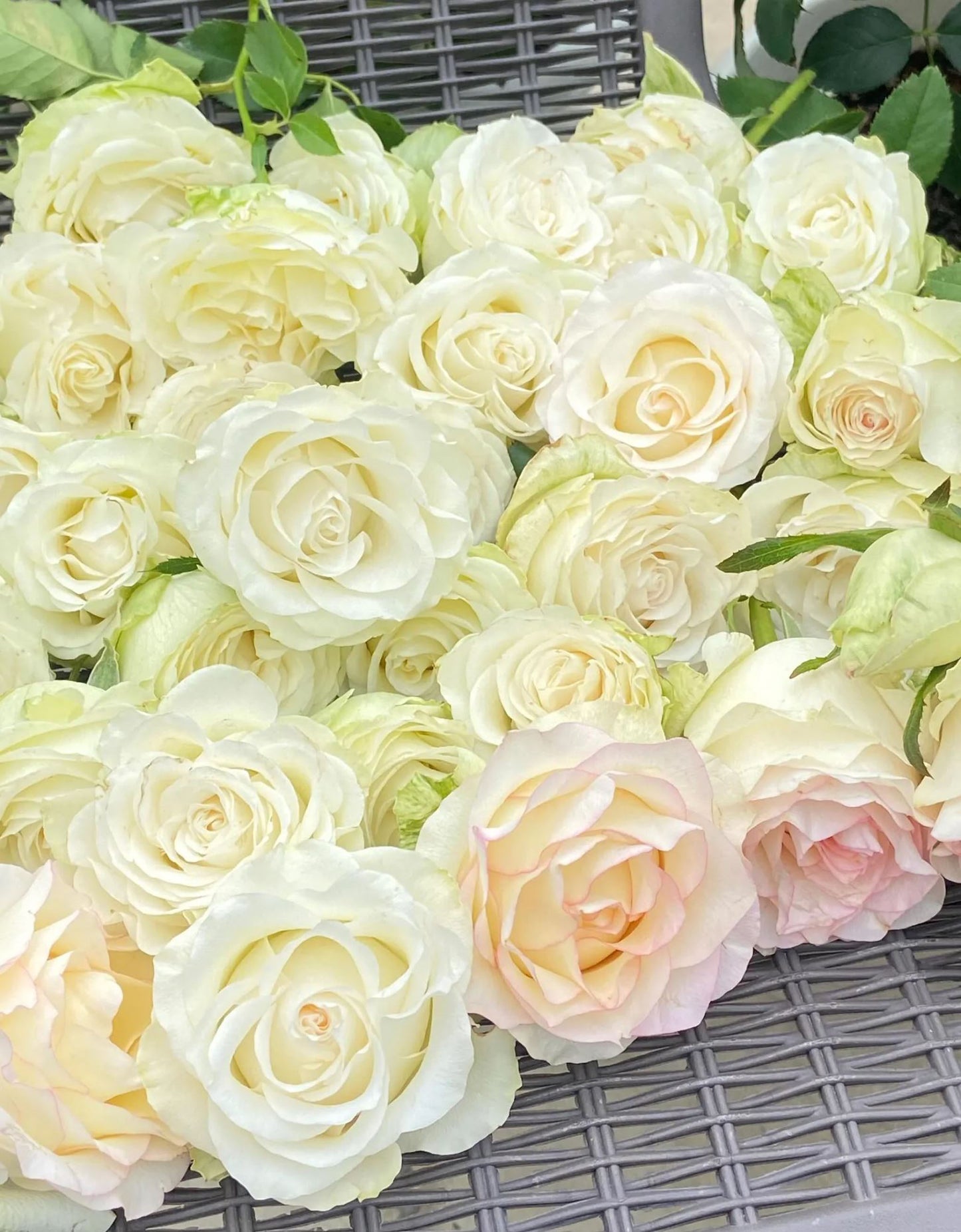 #SPN117,Sweet Jumilia 甜蜜艾莎, Netherlands Florist Shrub Rose.