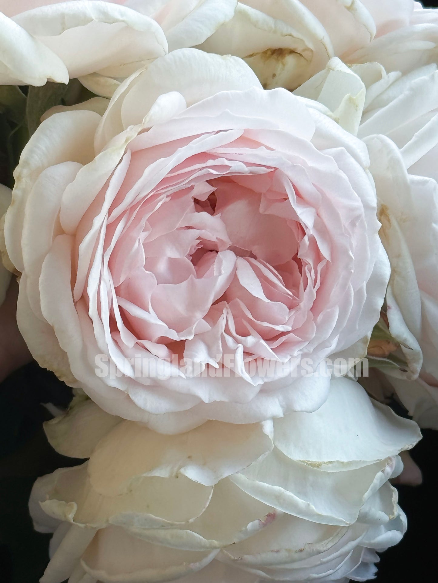 #SPJ112, Yukiwatari 雪渡, Japanese Shrub Rose,Heat-tolerant, Non-Grafted/Own Root.