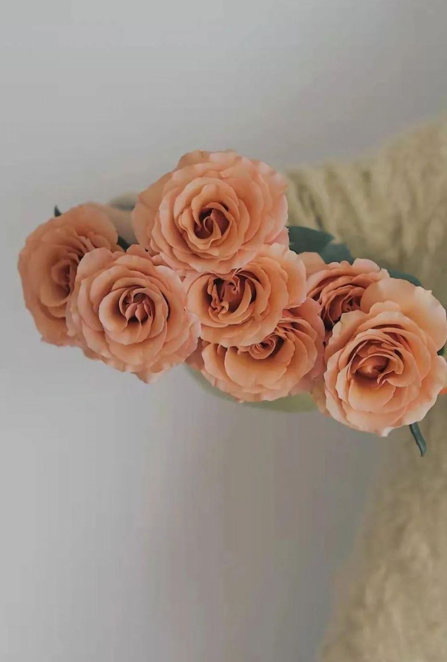 RP Moab 莫泊,Florist Shrub Rose,Upright, Heat-tolerant, disease-resistant, Non-Grafted/Own Root.