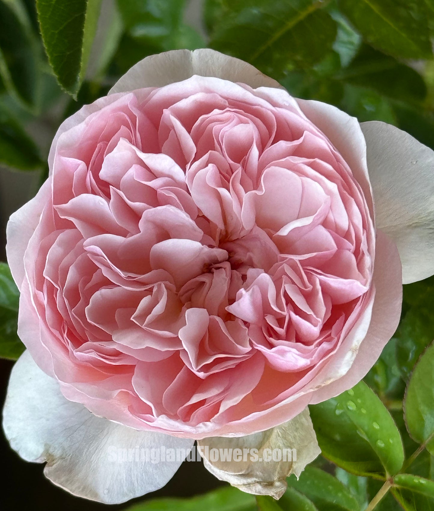 #SPG041,German Florist Shrub Rose, Heat-tolerant, disease-resistant, Non-Grafted/Own Root.