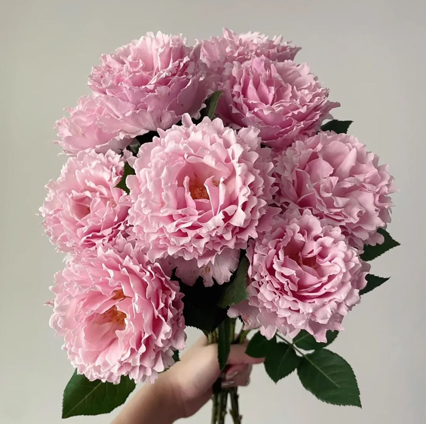 #SPF065,Sophie Rochas 索菲罗莎, Florist Shrub Rose, Non-Grafted/Own Root.