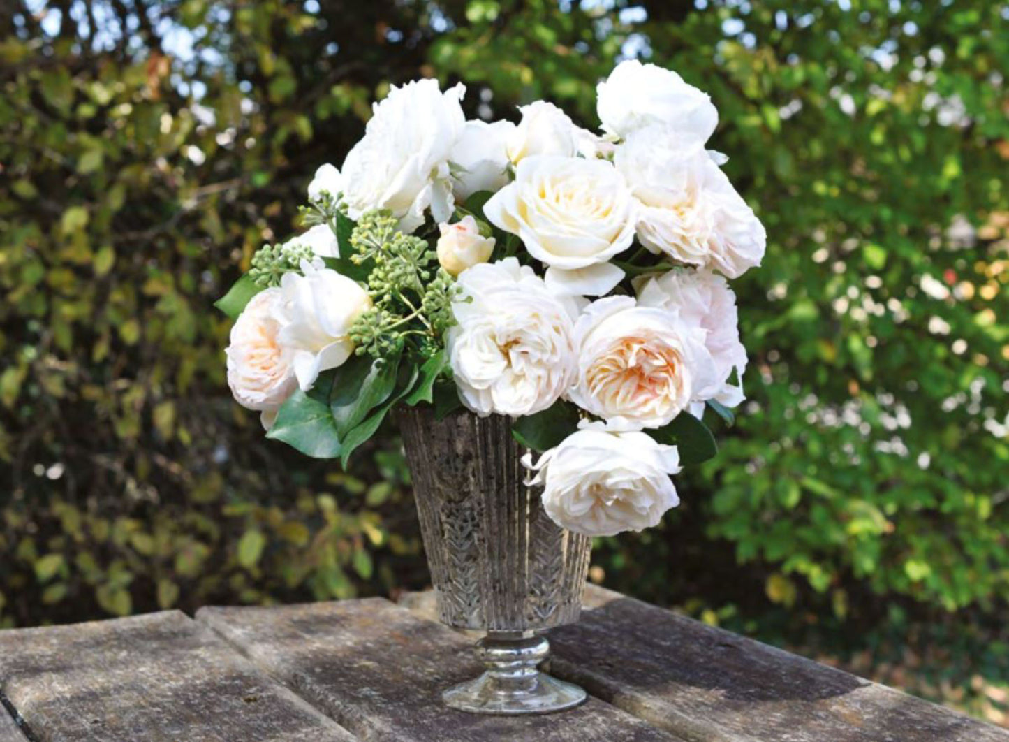 #SPF164,Camille Claudel 心之雕刻,Shrub Rose, Non-Grafted/Own Root.