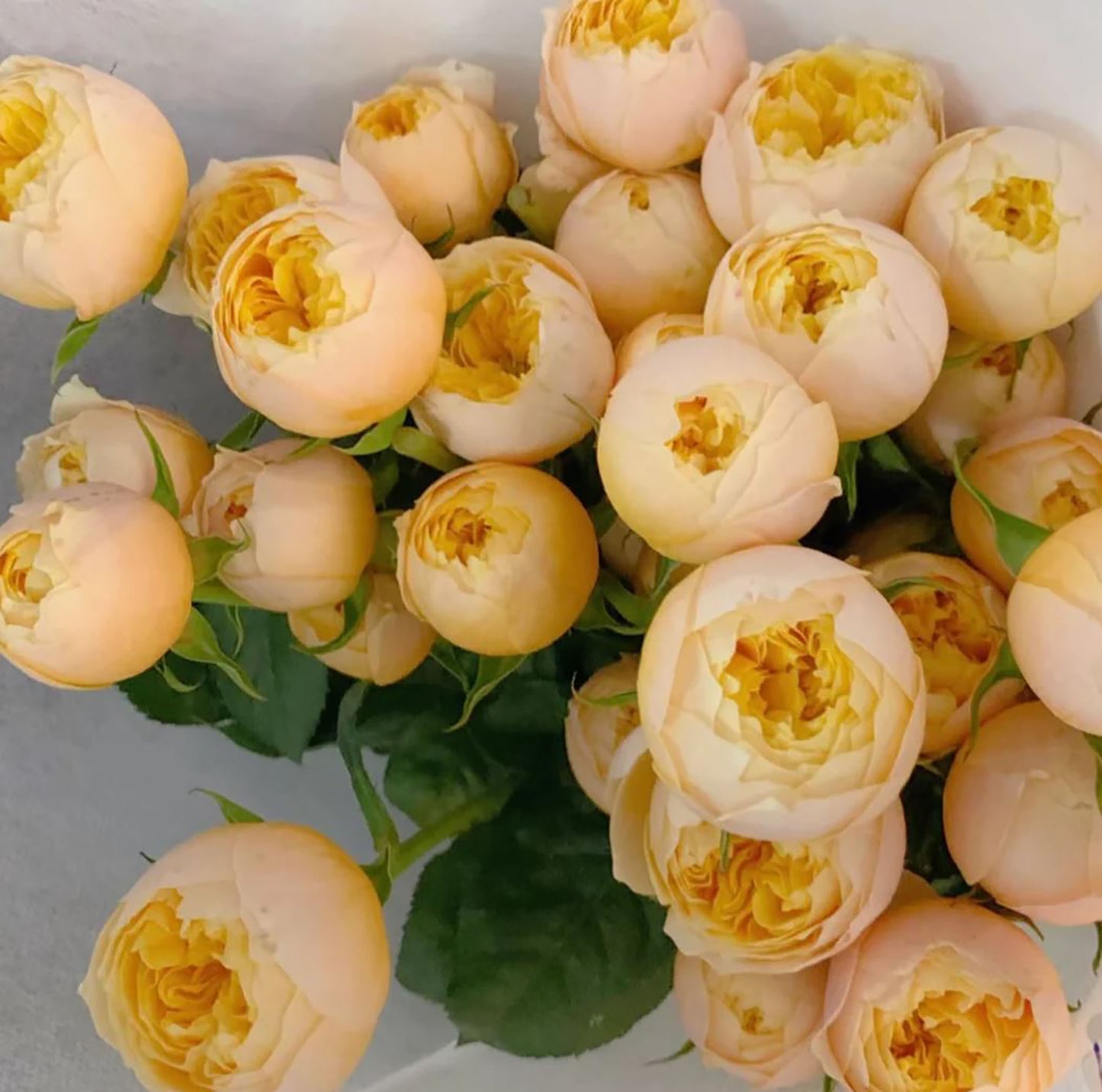 #SPN073, Golden Vuvuzela 金色珊瑚心, Florist Shrub Rose, Non-Grafted/Own Root.
