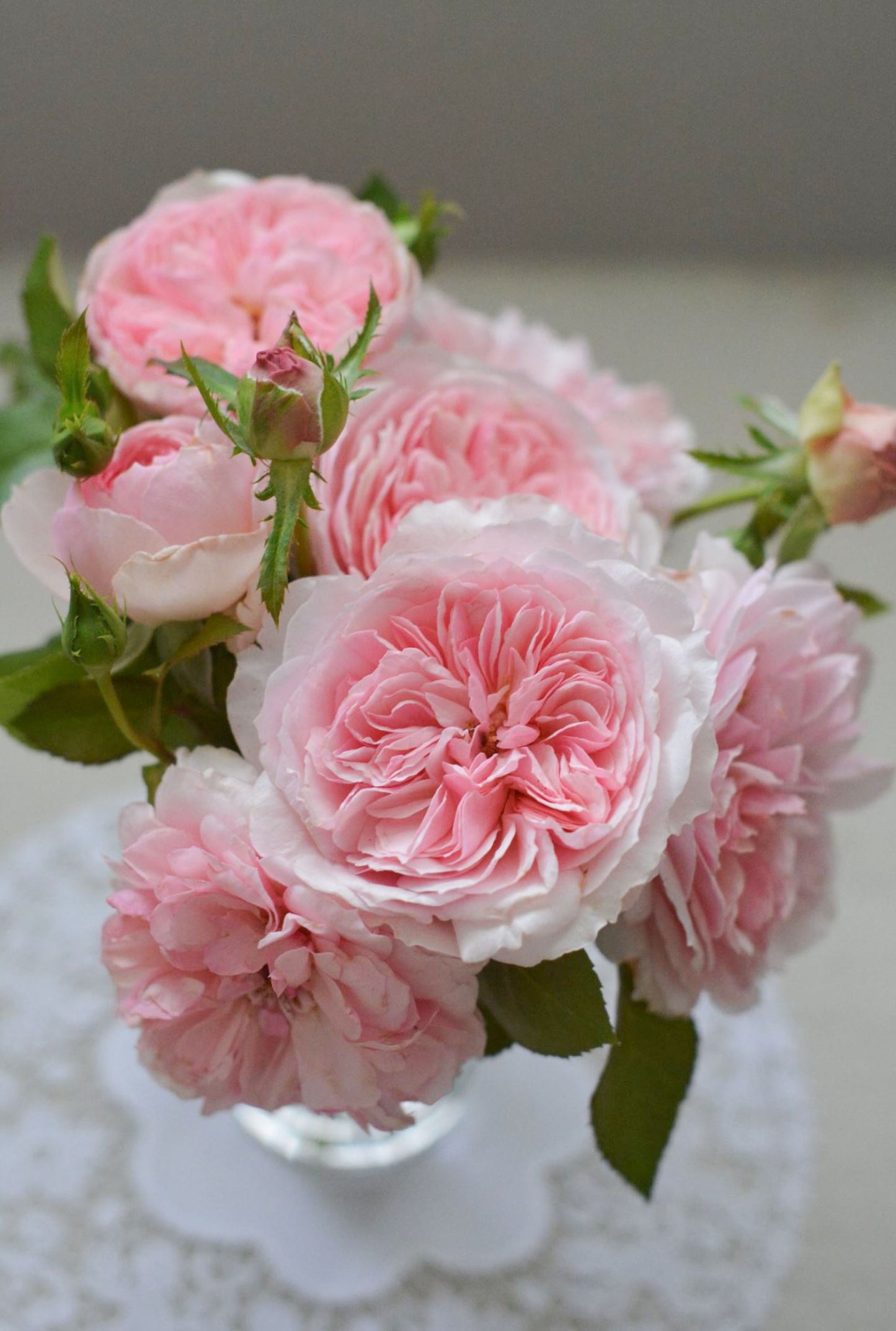 #SPJ139,Ruban 河本丝带,Japanese Floribunda Rose, Non-Grafted/Own Root.