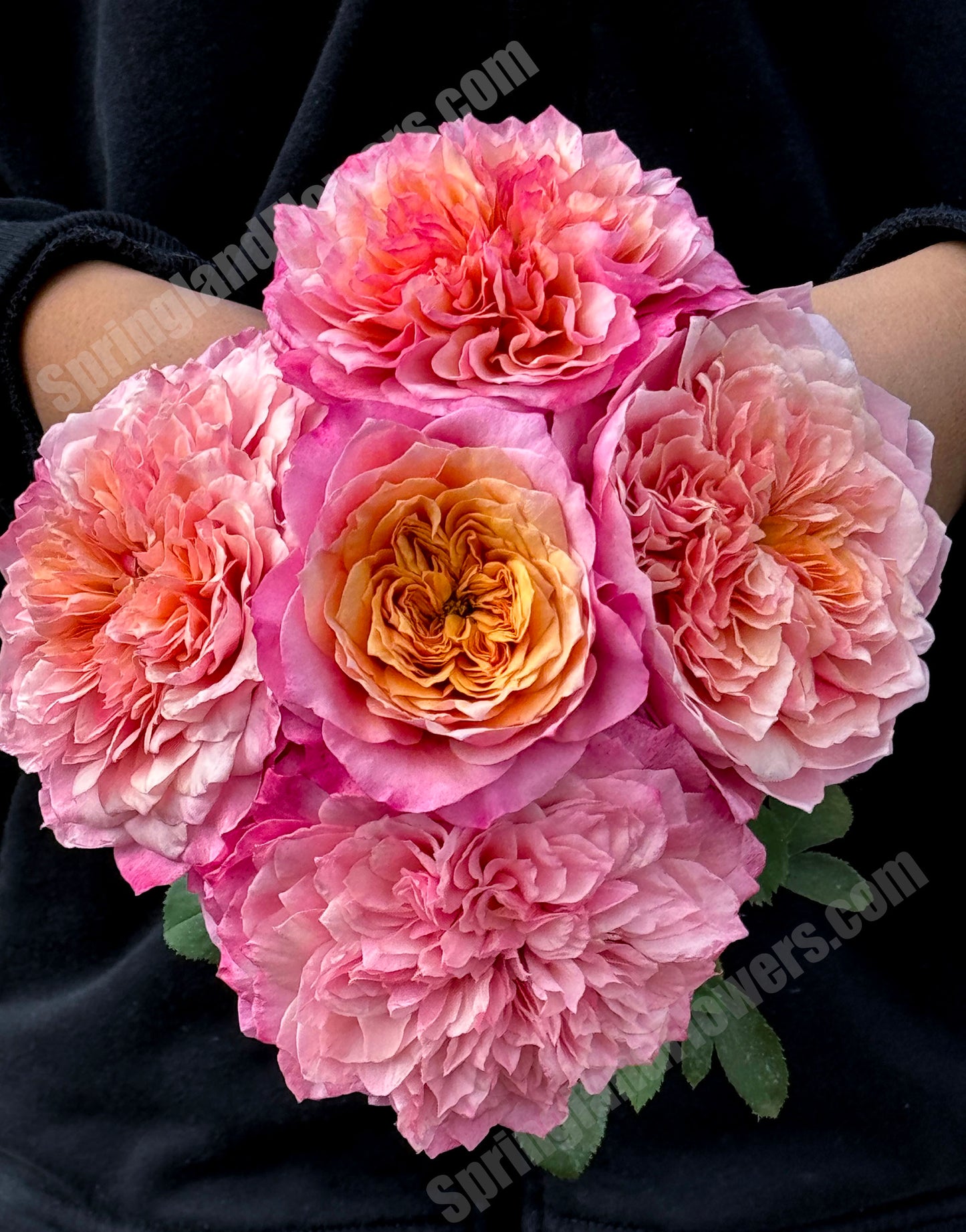 #SPJ035, Miyabi 雅,Florist Shrub Rose, Non-Grafted/Own Root.