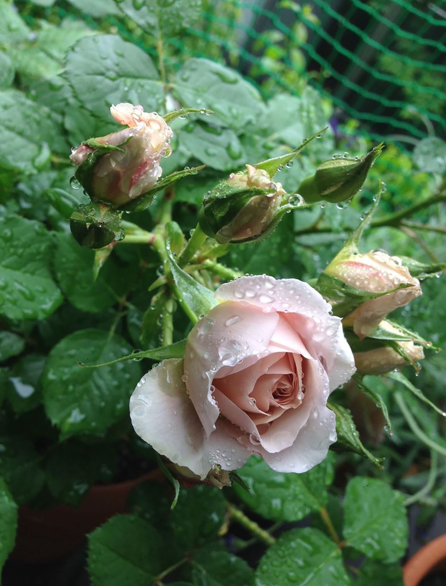 #SPJ060 , Iori 八神庵, Japanese Florist Floribunda Rose,Heat-Resistant, Disease-Resistant, Non-Grafted/Own Root.