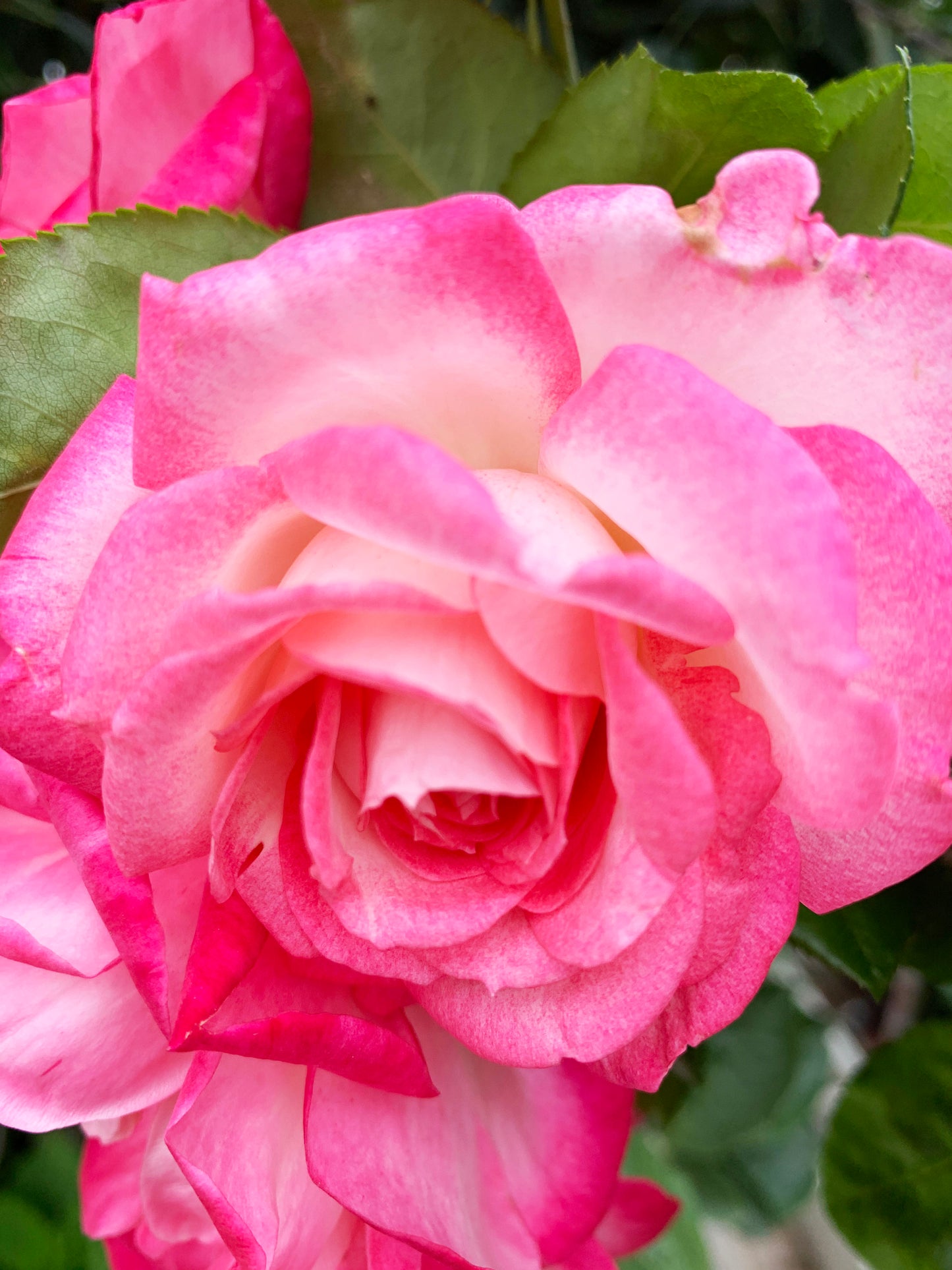 Kiss Of Desire 欲望之吻, Climbing Rose,Non-Grafted/Own Root.