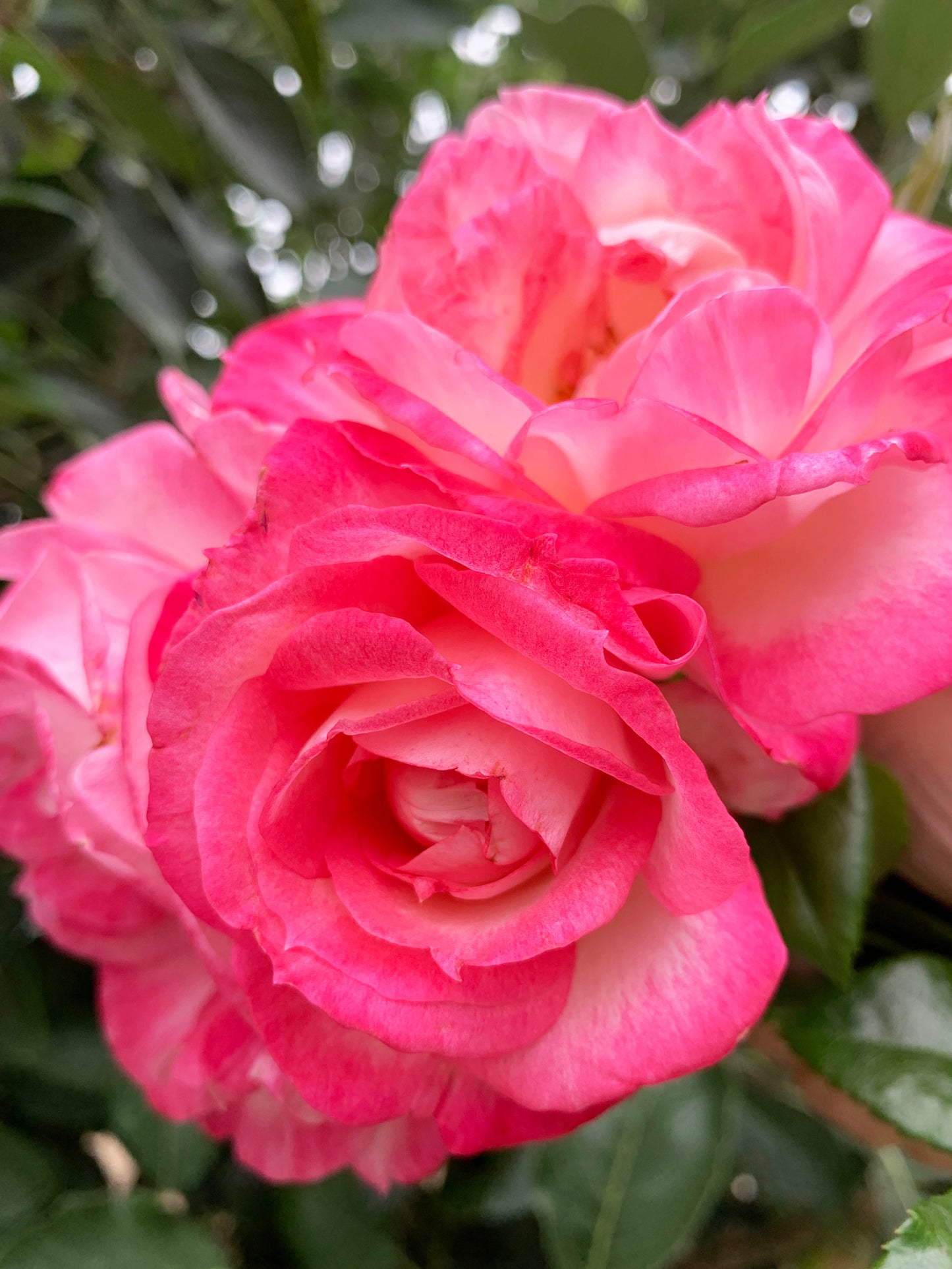 Kiss Of Desire 欲望之吻, Climbing Rose,Non-Grafted/Own Root.