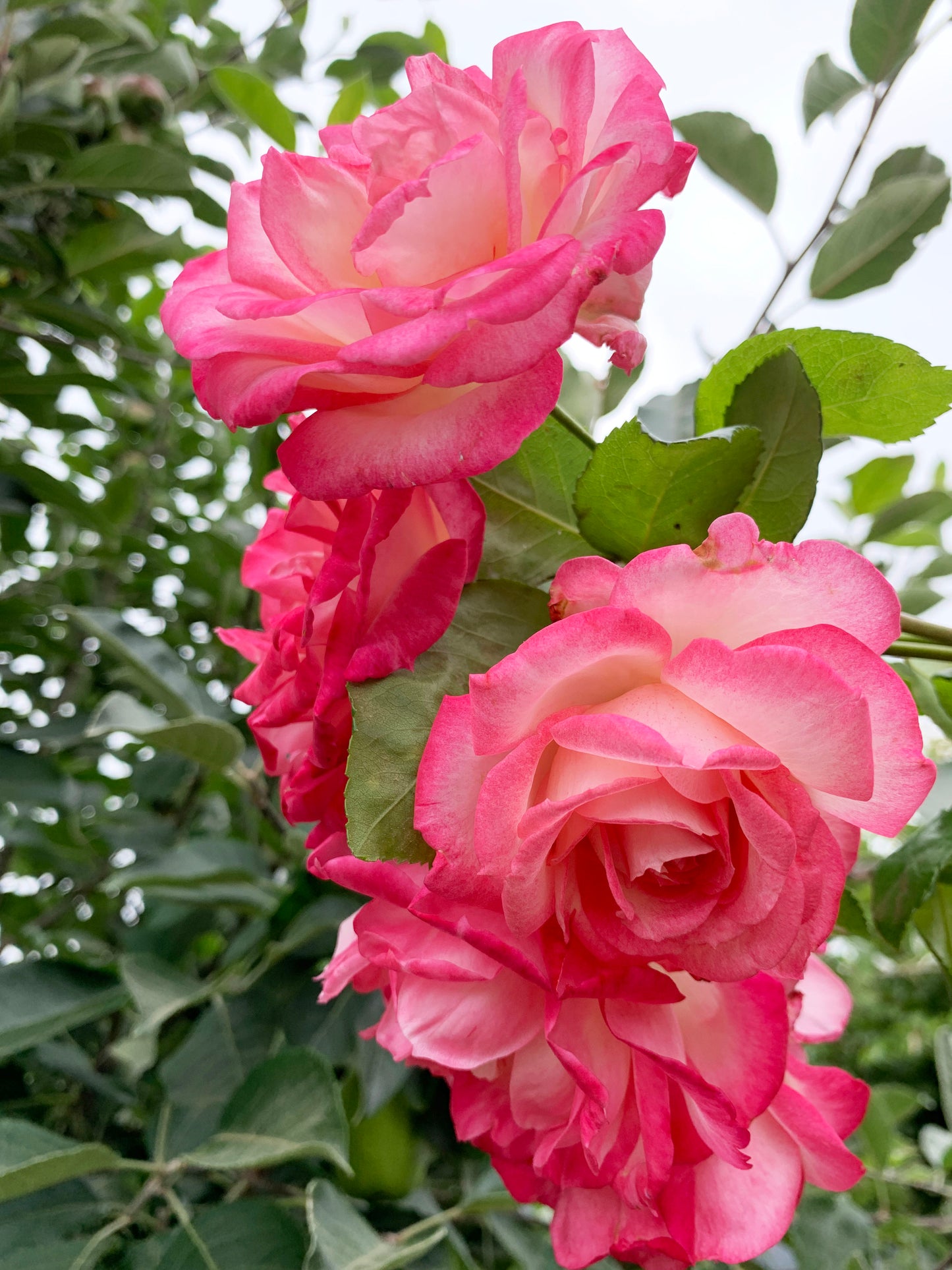Kiss Of Desire 欲望之吻, Climbing Rose,Non-Grafted/Own Root.
