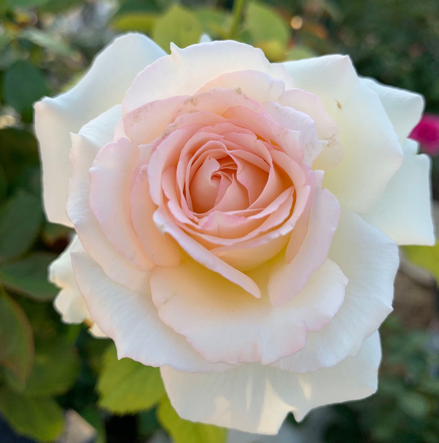 White Eden Climber 白色龙沙宝石,Non-Grafted/Own Root