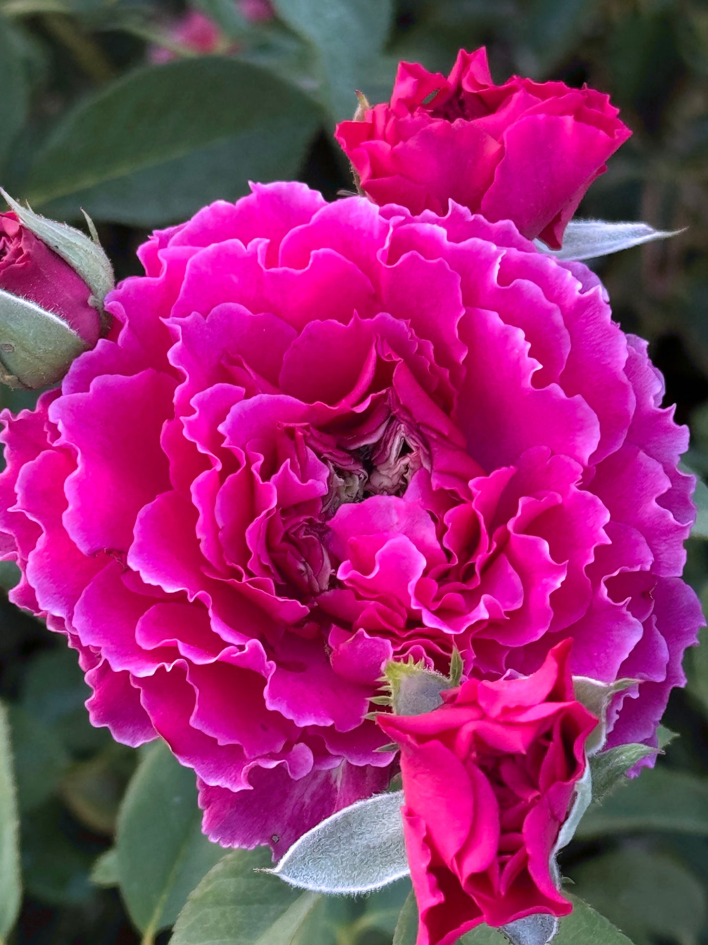 #SPJ097, Ramukan 草药,Japanese Shrub Rose,Strong Disease Resistance and Heat Tolerance,Non-Grafted/Own Root.