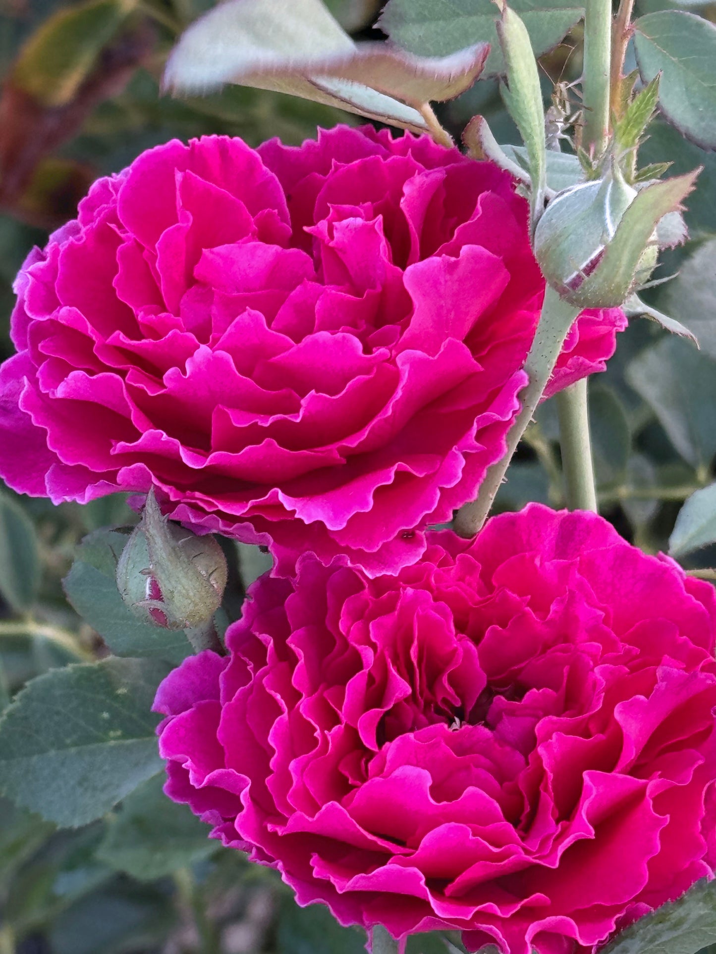 #SPJ097, Ramukan 草药,Japanese Shrub Rose,Strong Disease Resistance and Heat Tolerance,Non-Grafted/Own Root.
