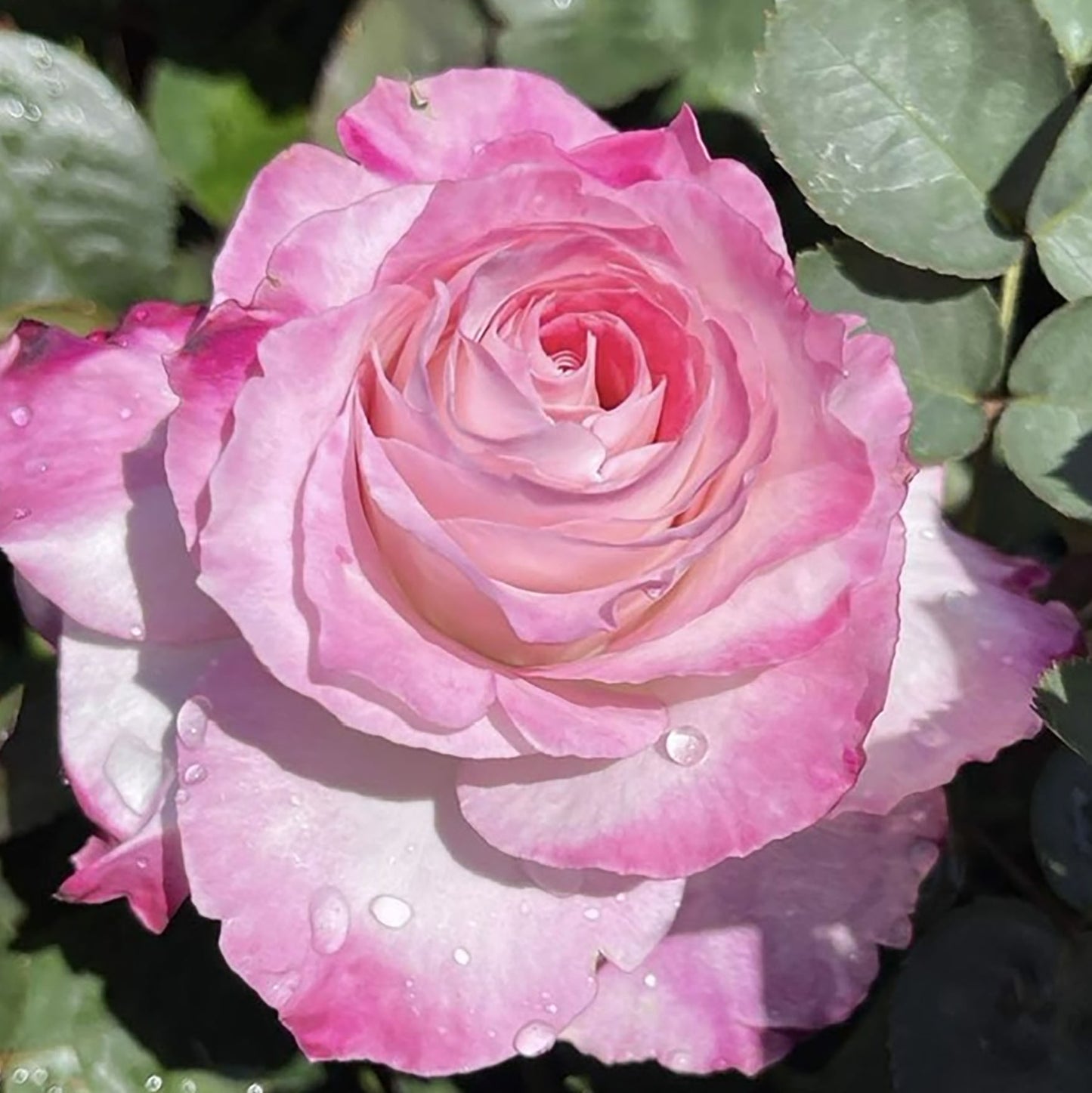 #SPJ102, Seraphim六翼天使,Japanese Shrub Rose, Non-Grafted/Own Root. Beautiful Flowers, Strong Fragrance and Long Flowering Period, You Deserve It.
