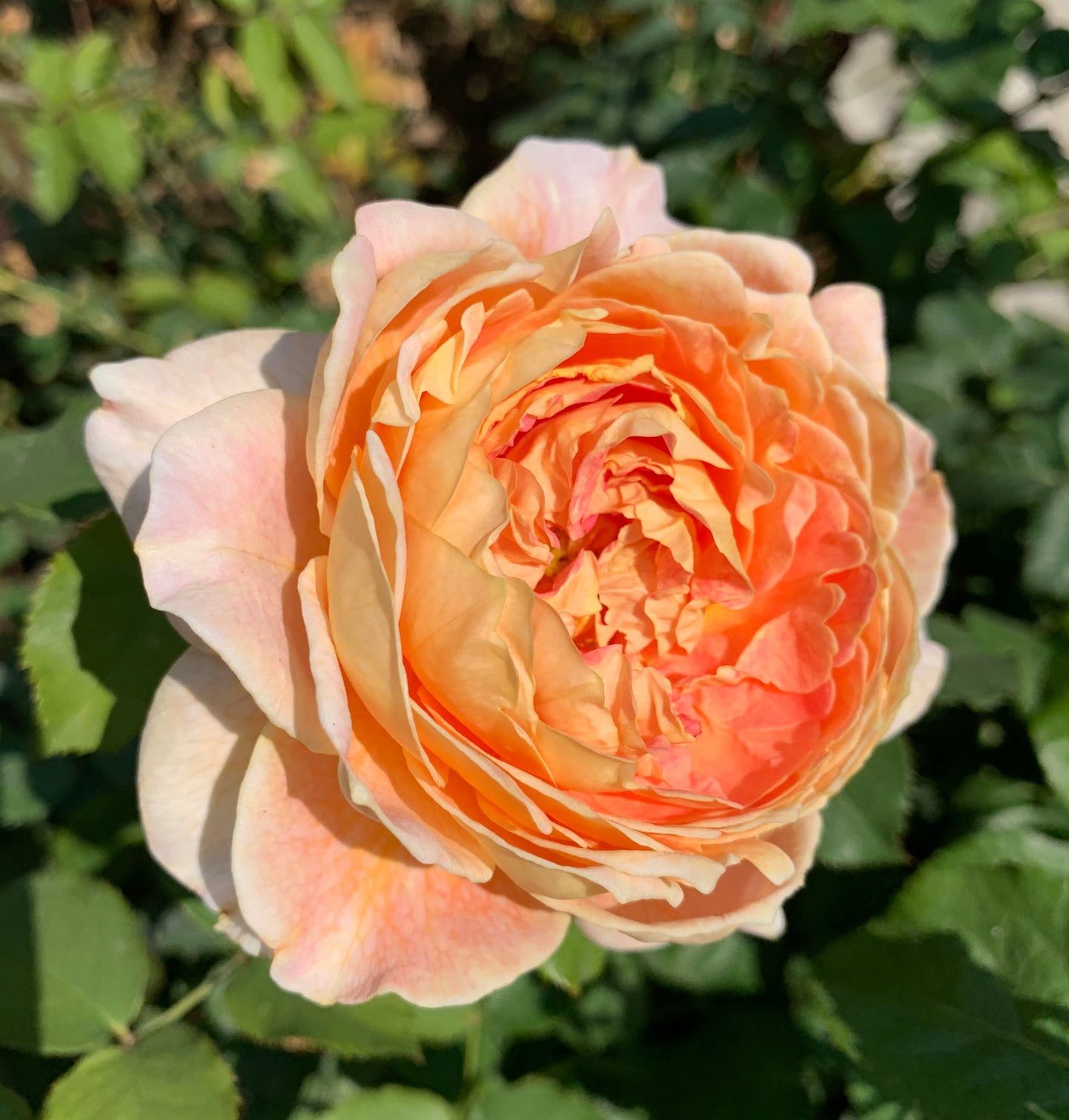 Fun in the Sun, Floribunda Rose,Heat-tolerant, disease-resistant, Non-Grafted/Own Root.