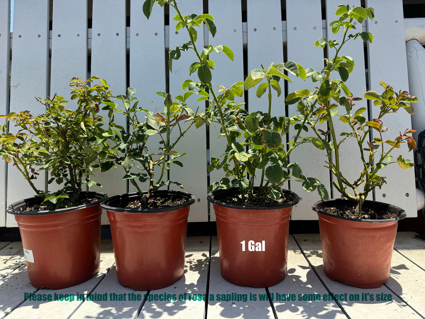 Rose Red Plateau 高原红，Non-Grafted/Own Root.